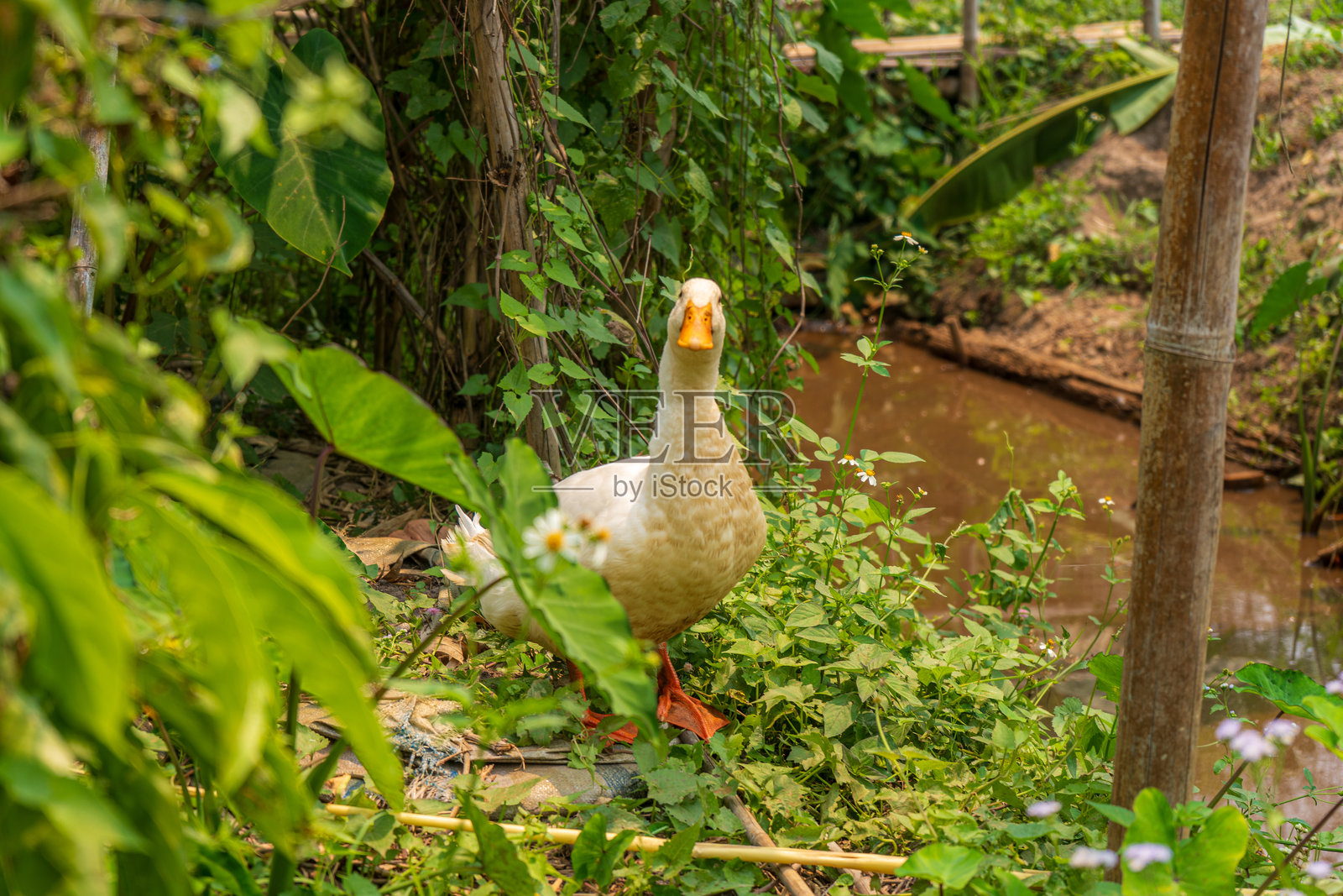 泰国自由放养农场中的白鸭照片摄影图片