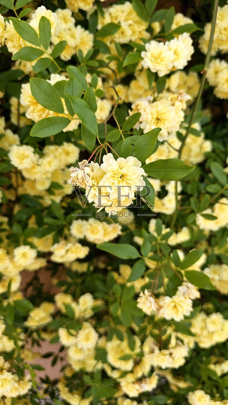 美丽的黄玫瑰灌木，春天开出双瓣花，攀爬在墙上的支架上，品种为银行夫人（Rosa banksiae）。照片摄影图片