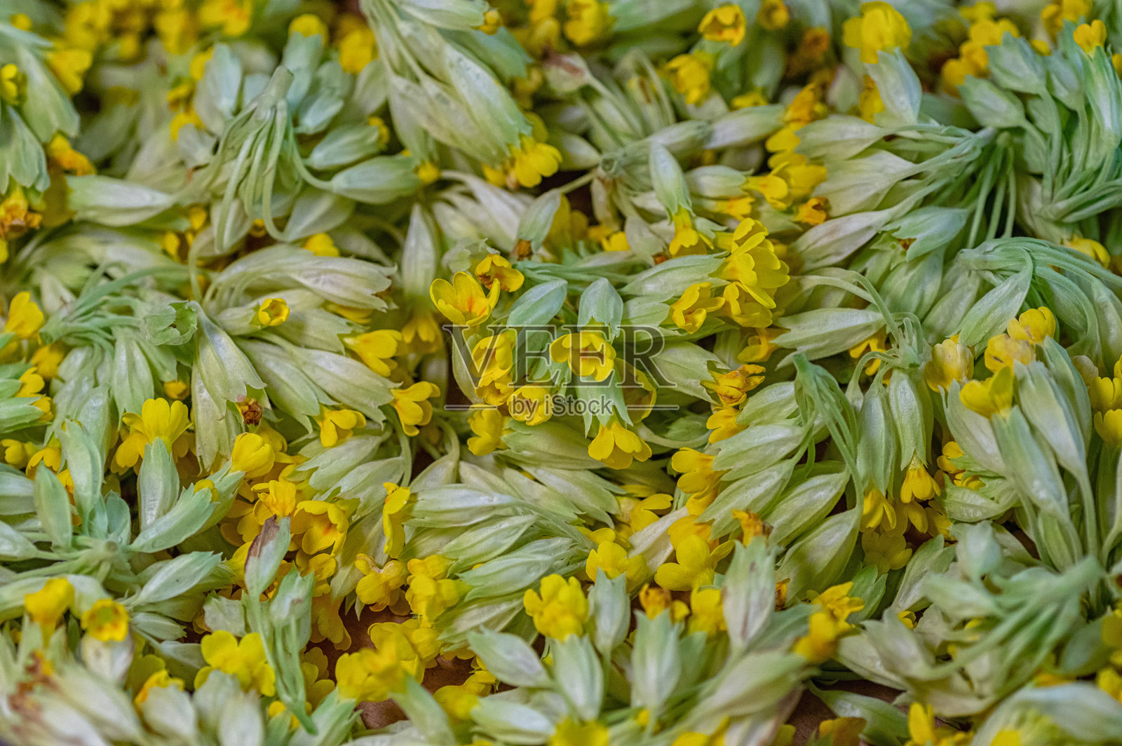 新鲜采摘的林地报春花（Primula vulgaris）照片摄影图片