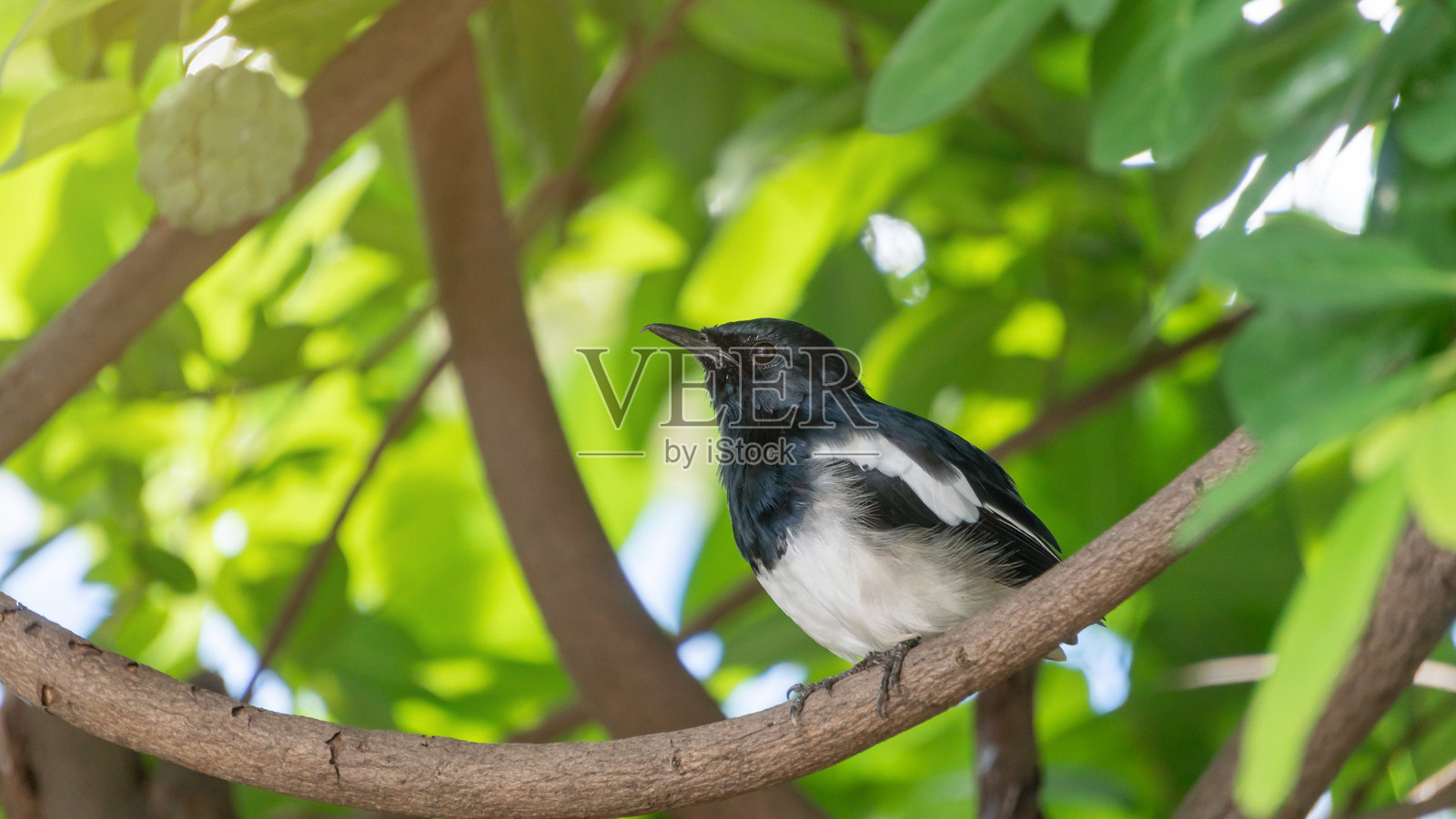 东方鹊鸲鸟栖息在树上。照片摄影图片