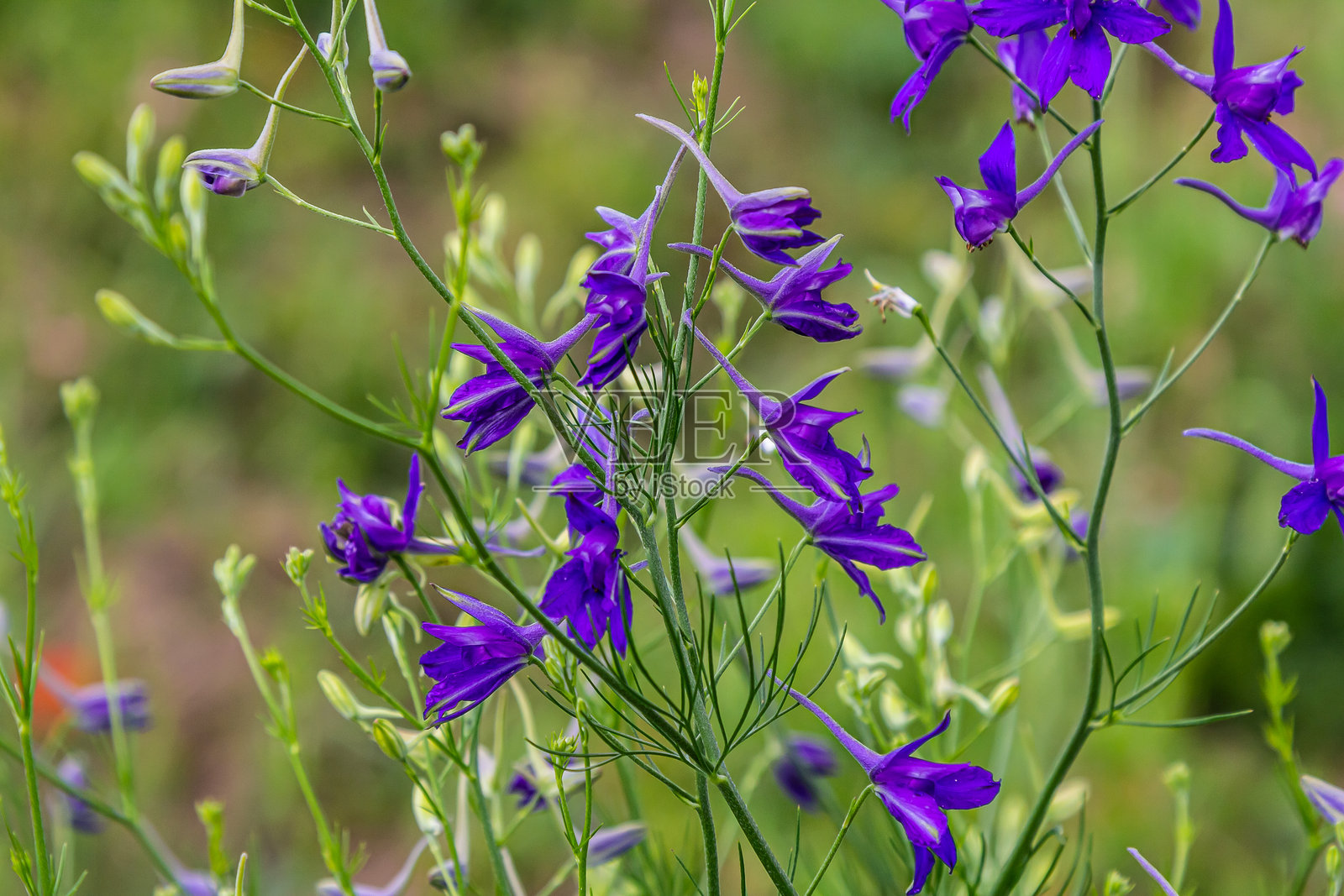 紫色田野的紫苑特写，漂亮的花朵，植物学照片摄影图片
