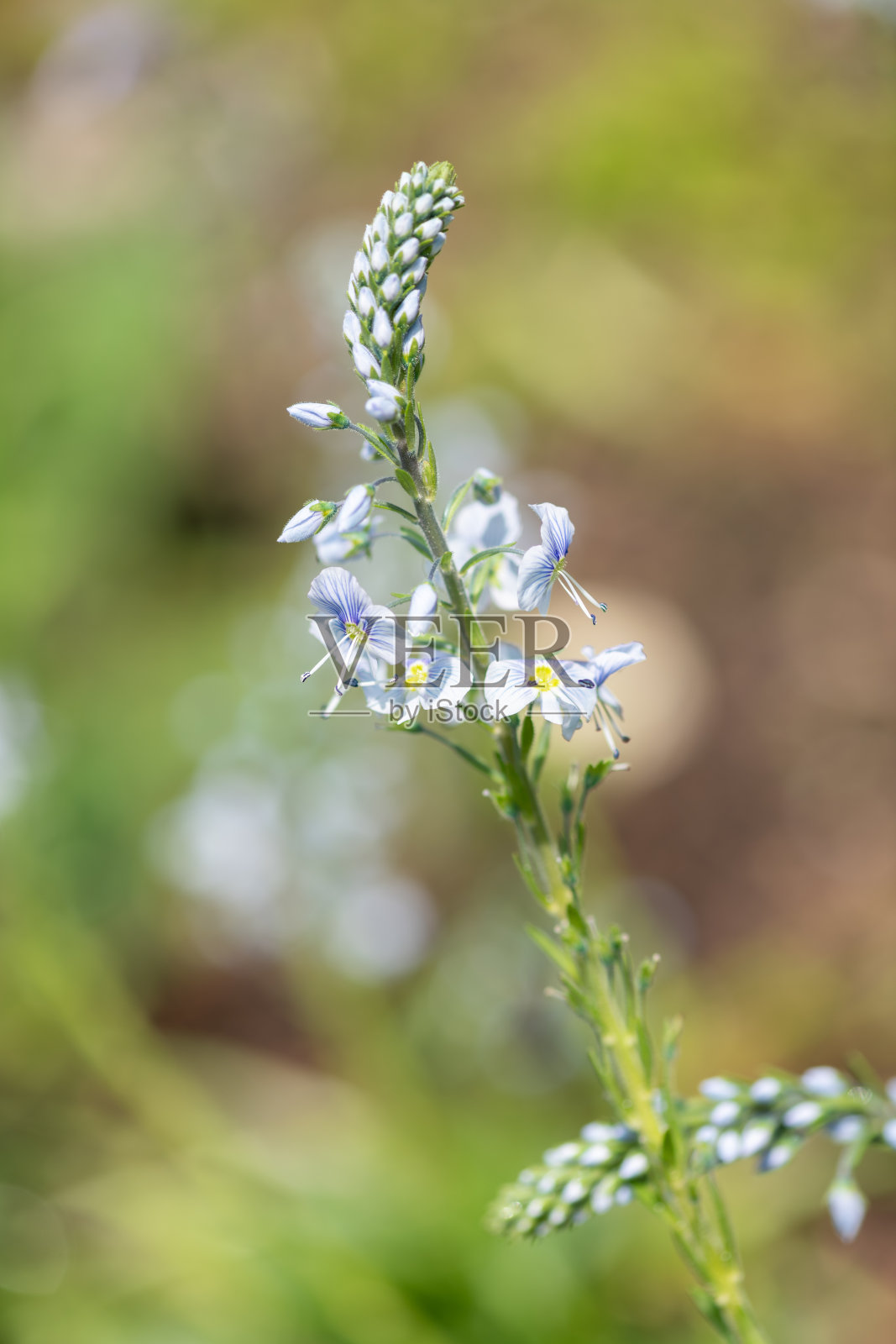 龙胆花（veronica gentianoides）花朵照片摄影图片
