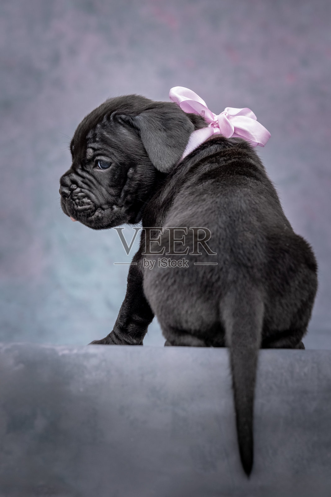 一只系着粉色蝴蝶结的小黑狗。作为礼物的小狗，一个惊喜。照片摄影图片