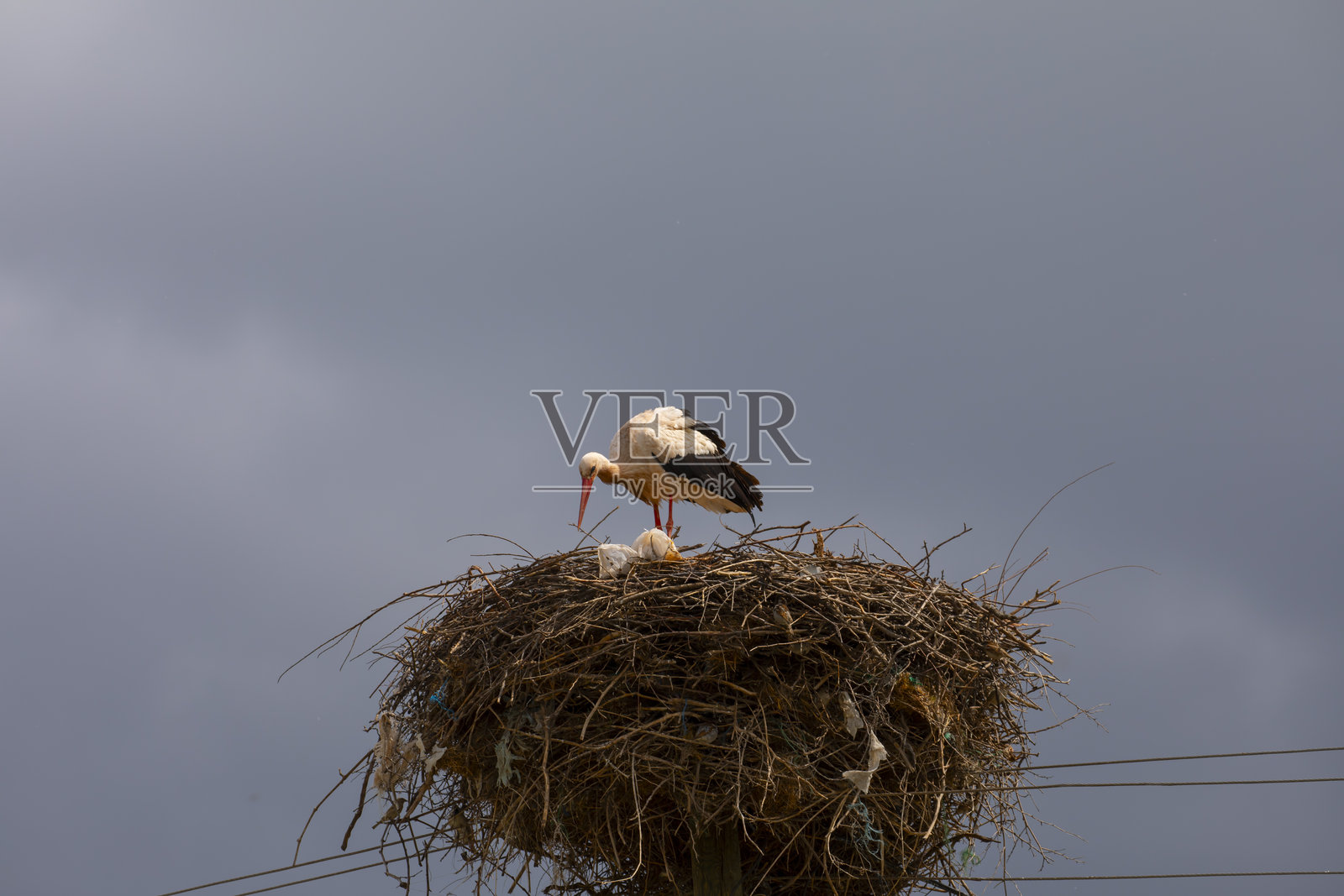 鹳在树上筑巢照片摄影图片