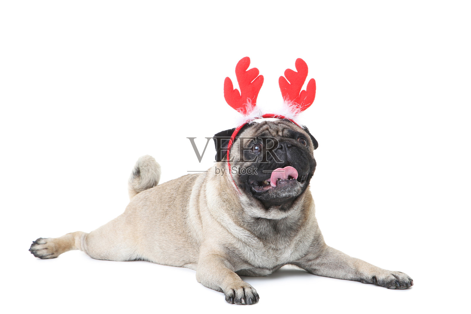 白色背景上的红色角的巴哥犬照片摄影图片