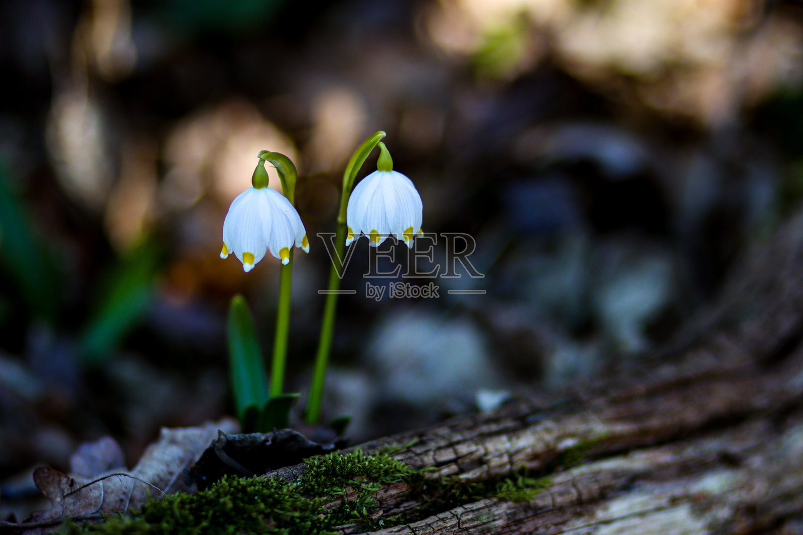 铃兰照片摄影图片