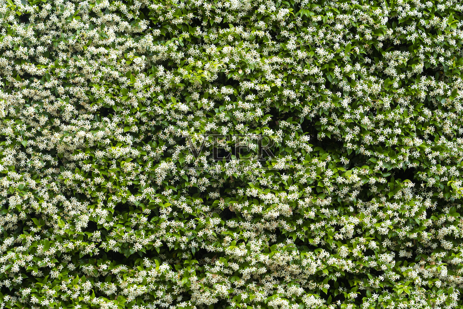 绿色叶子墙照片摄影图片