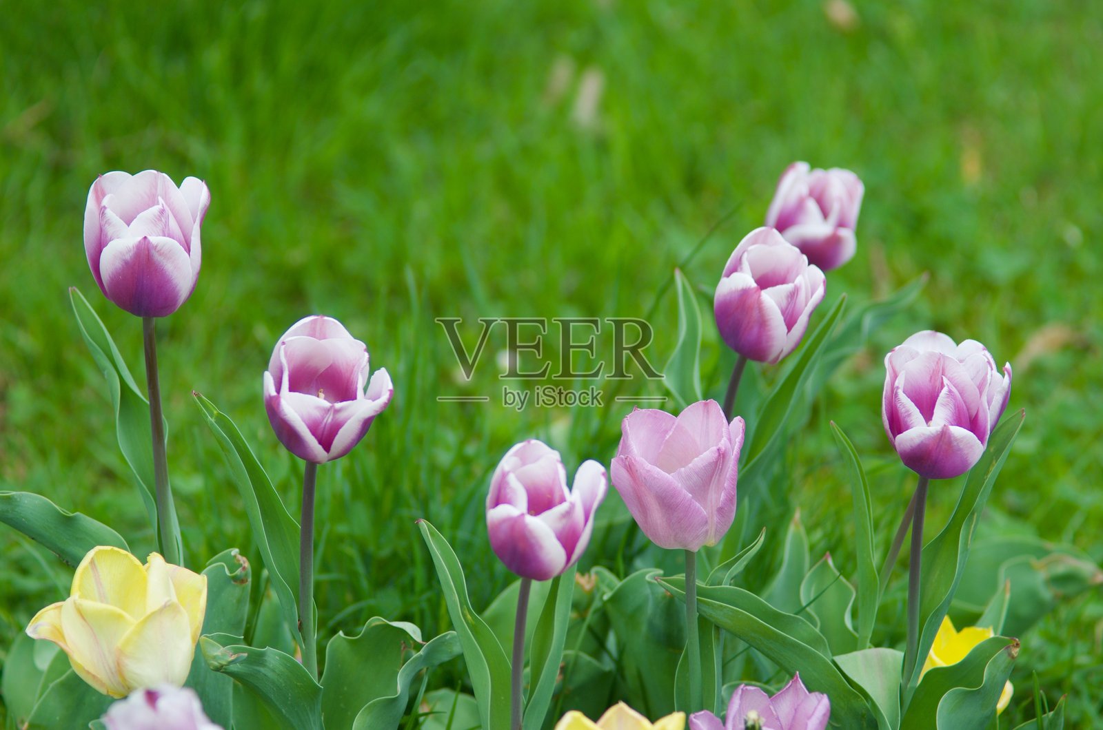 春天的郁金香盛开照片摄影图片