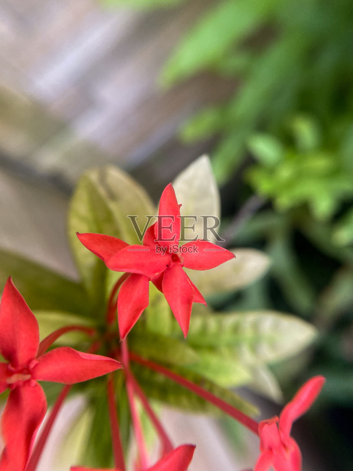 花园照片摄影图片