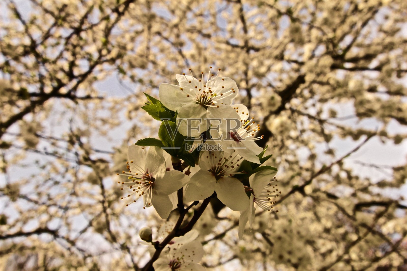 樱花照片摄影图片