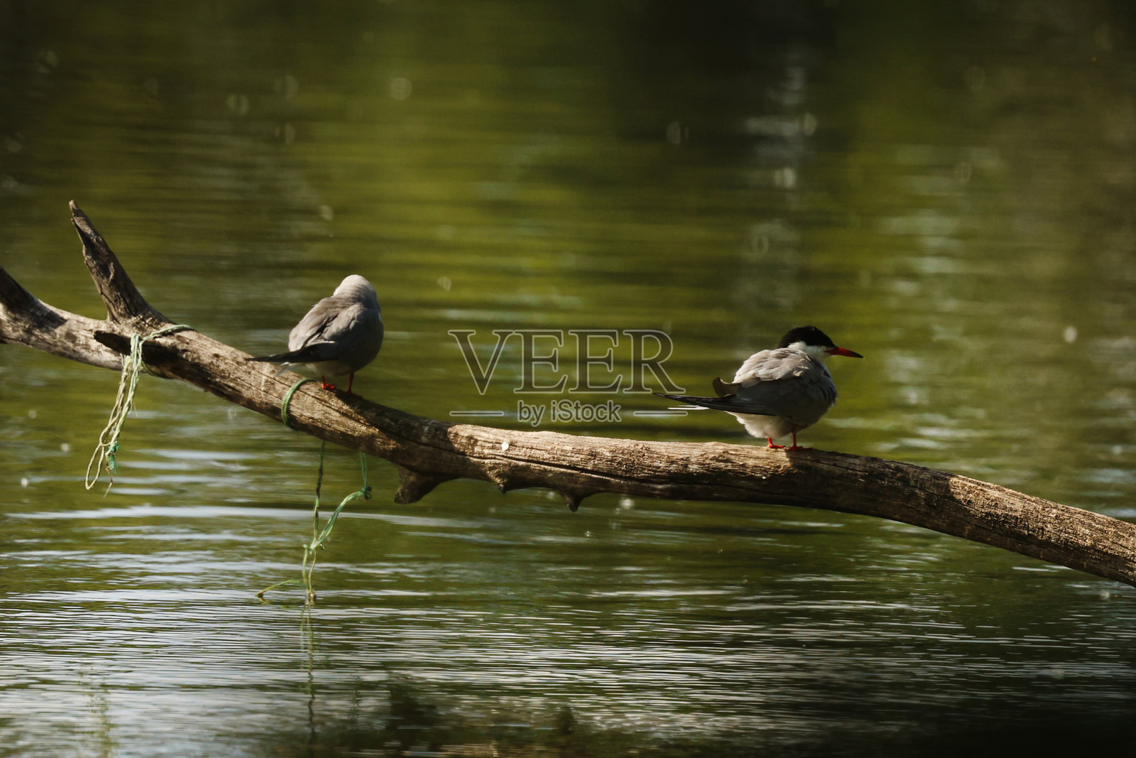 早晨湖面上的海鸥。照片摄影图片