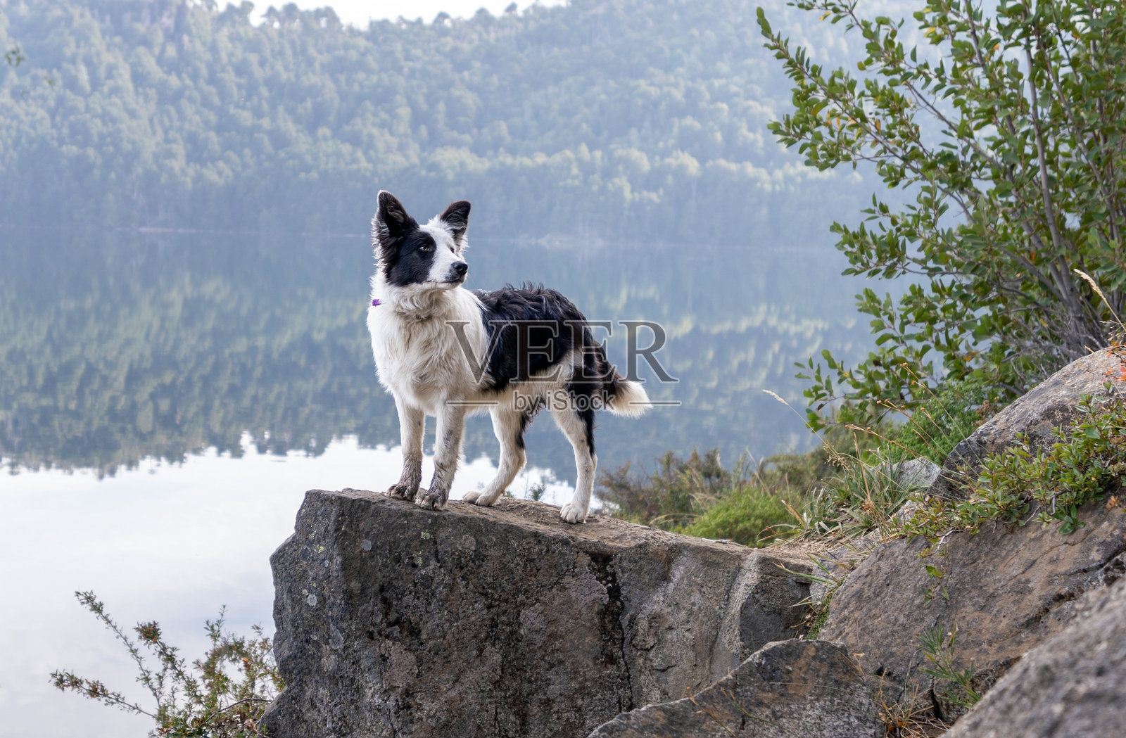 边境牧羊犬警觉地站在岩石突起上，俯瞰着宁静的湖泊和森林覆盖的山丘。照片摄影图片