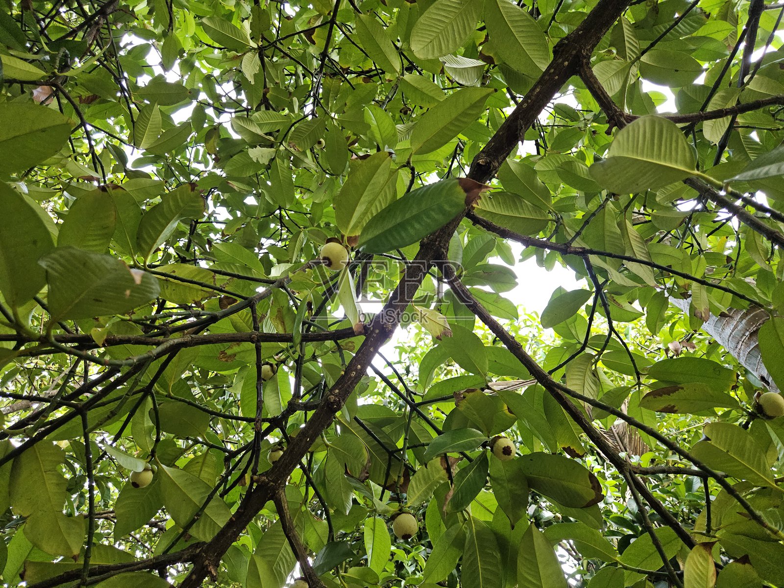 湄公河三角洲越南的浓密绿叶间挂着年轻的山竹果。照片摄影图片