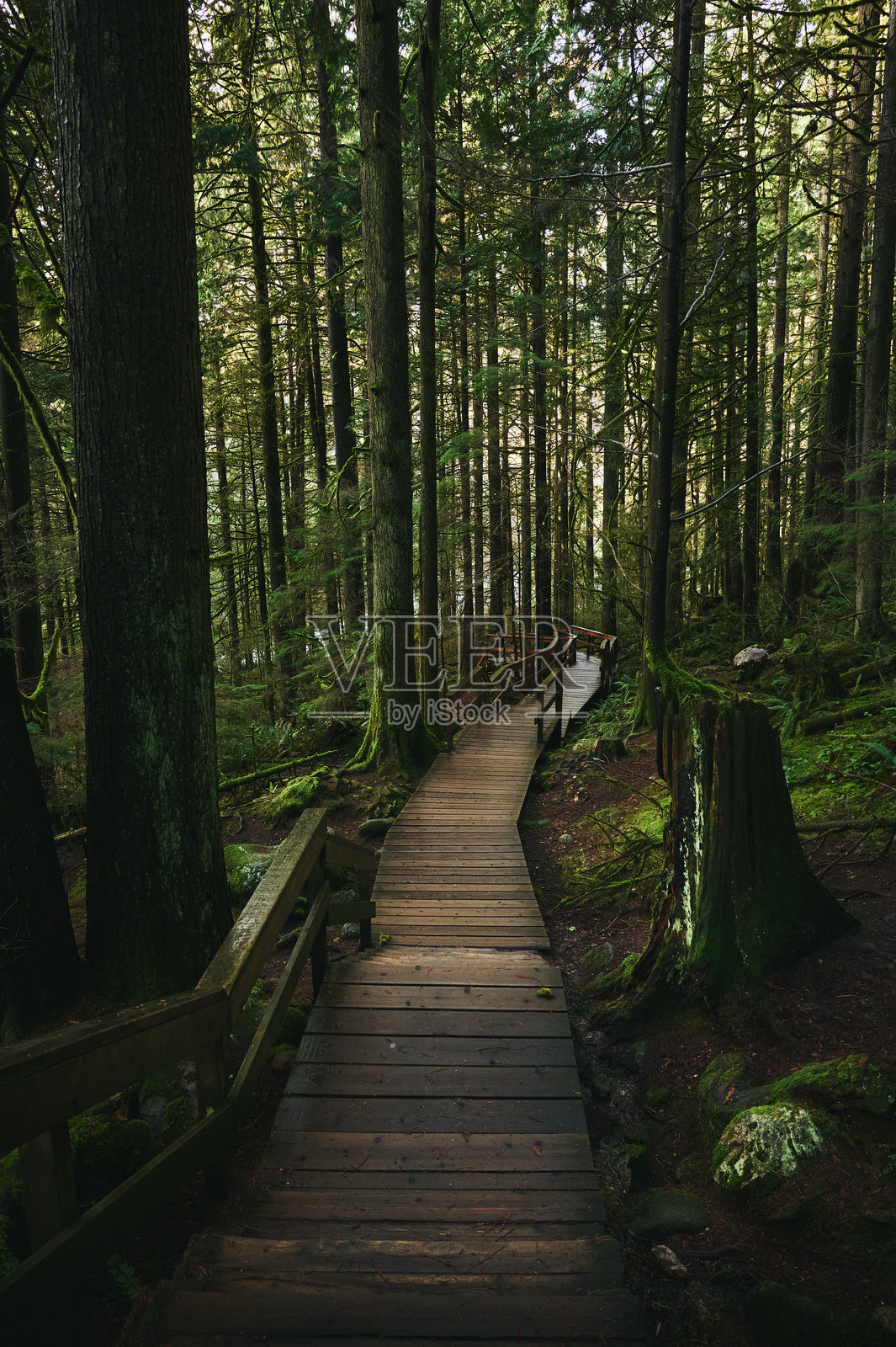 太平洋西北海岸的风景雨林。美丽的针叶林中的木栈道。加拿大不列颠哥伦比亚省温哥华。照片摄影图片