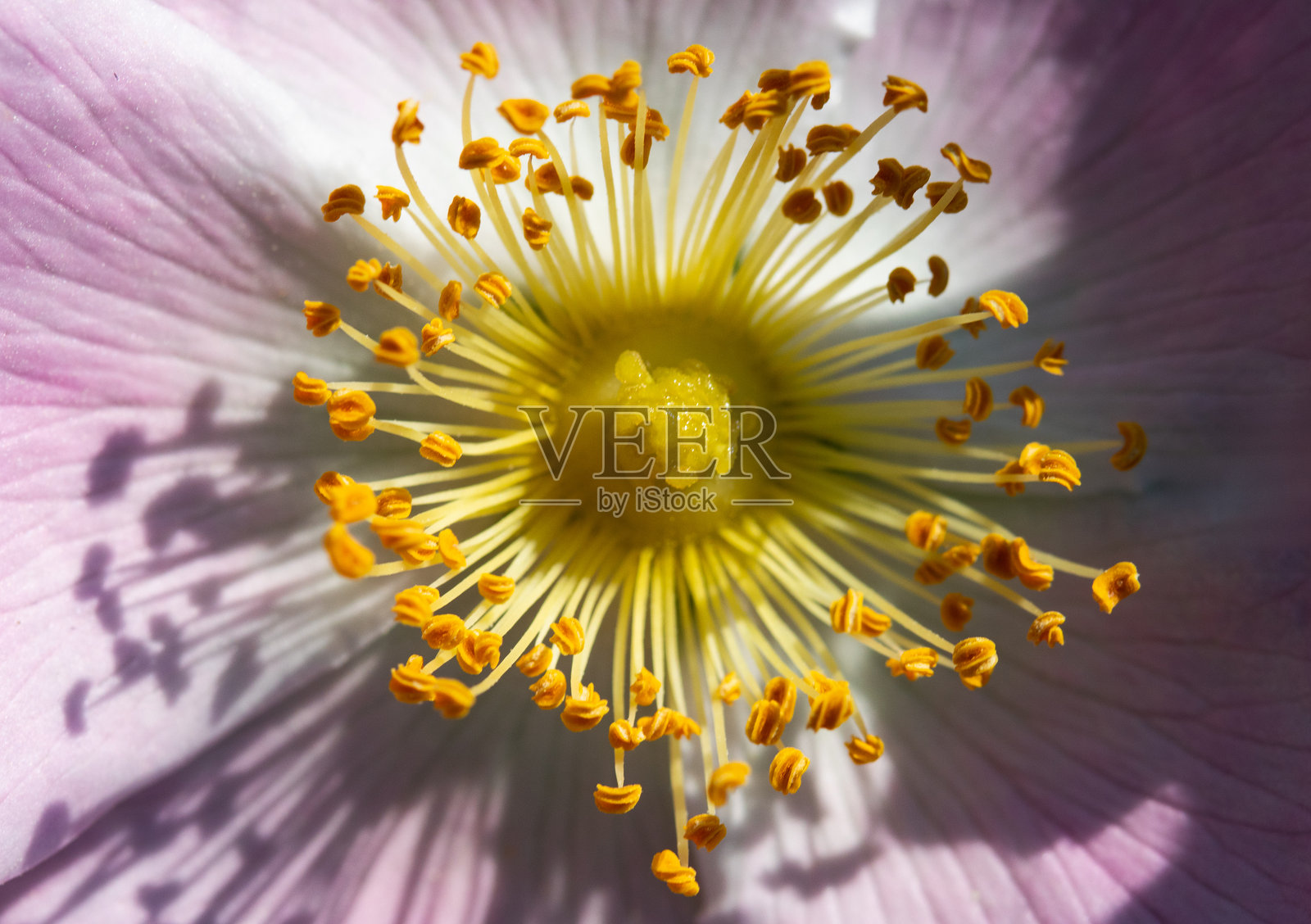 授粉者的乐园：野玫瑰的生机勃勃之心照片摄影图片