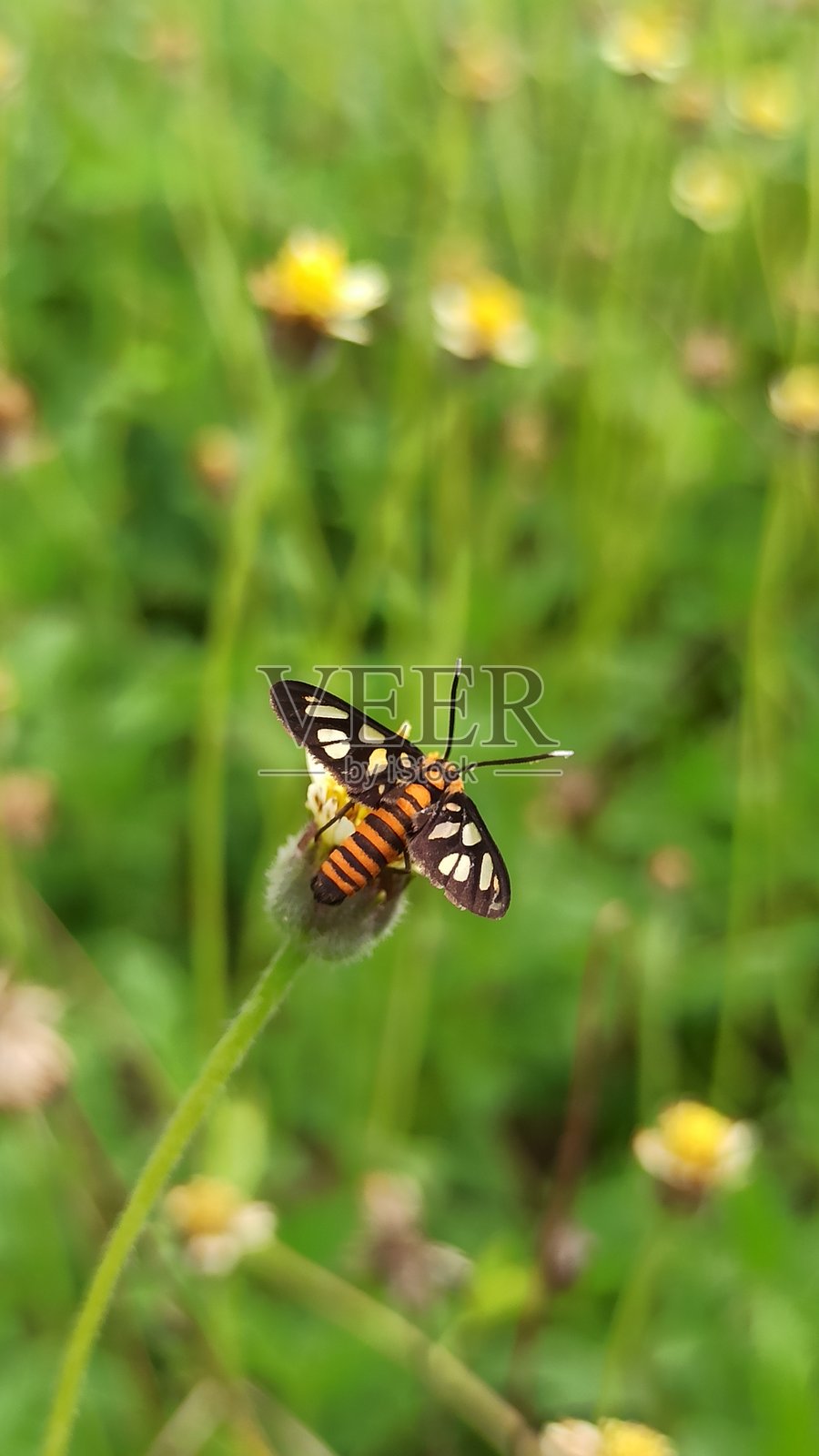 阿马塔·赫布纳里照片摄影图片