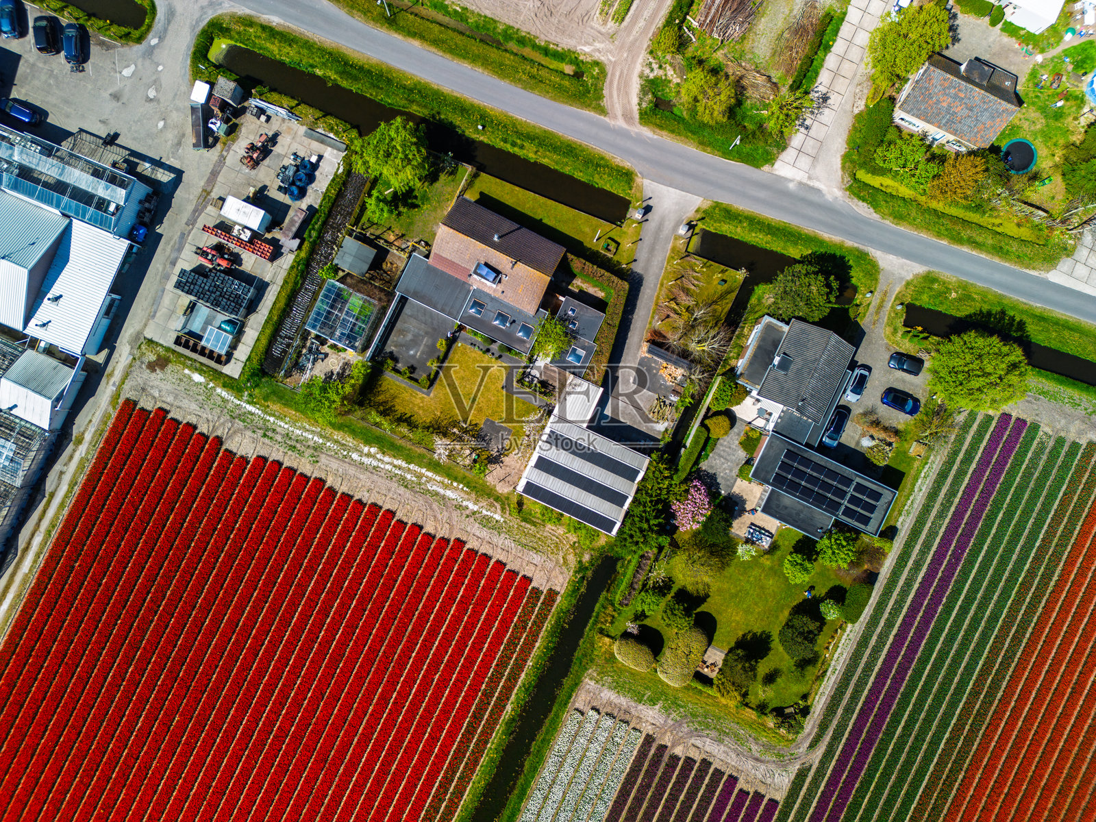 从空中俯瞰五彩缤纷的郁金香花田，盛开着，周围是乡村景观中的工业建筑。色彩斑斓的花朵排成行，延伸至地平线，展现了自然与农业的融合。照片摄影图片