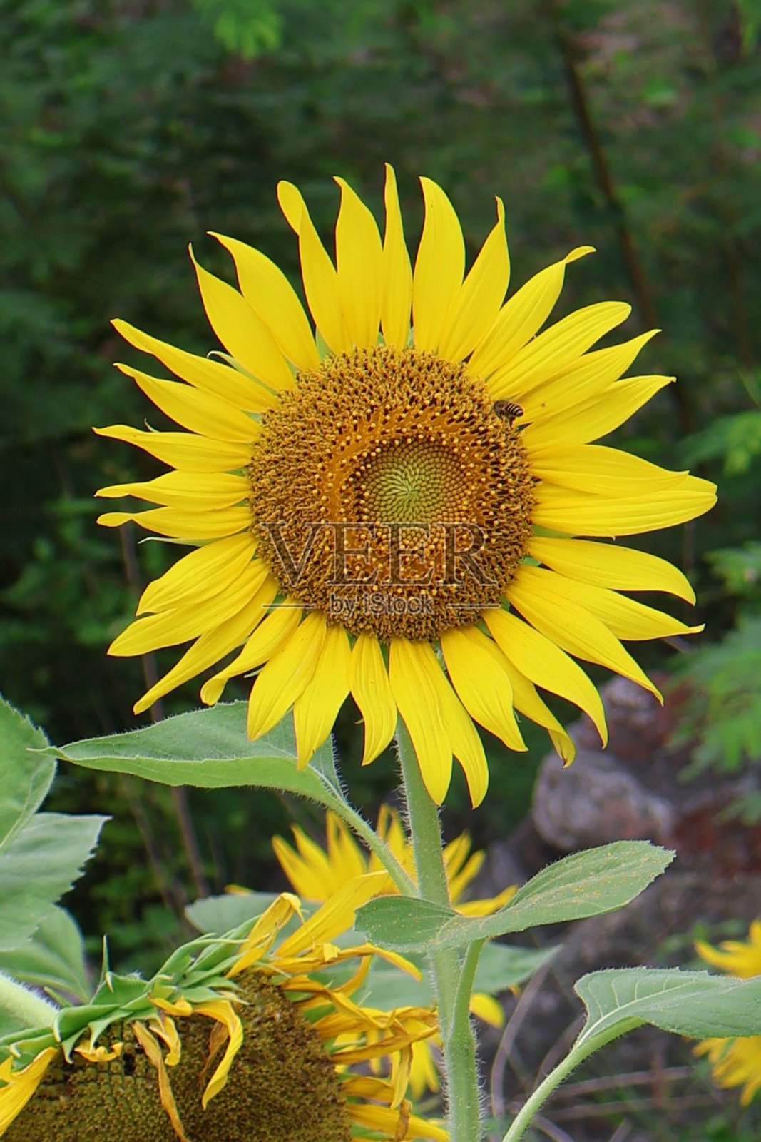 泰国南部花园中的黄色向日葵田盛开。照片摄影图片