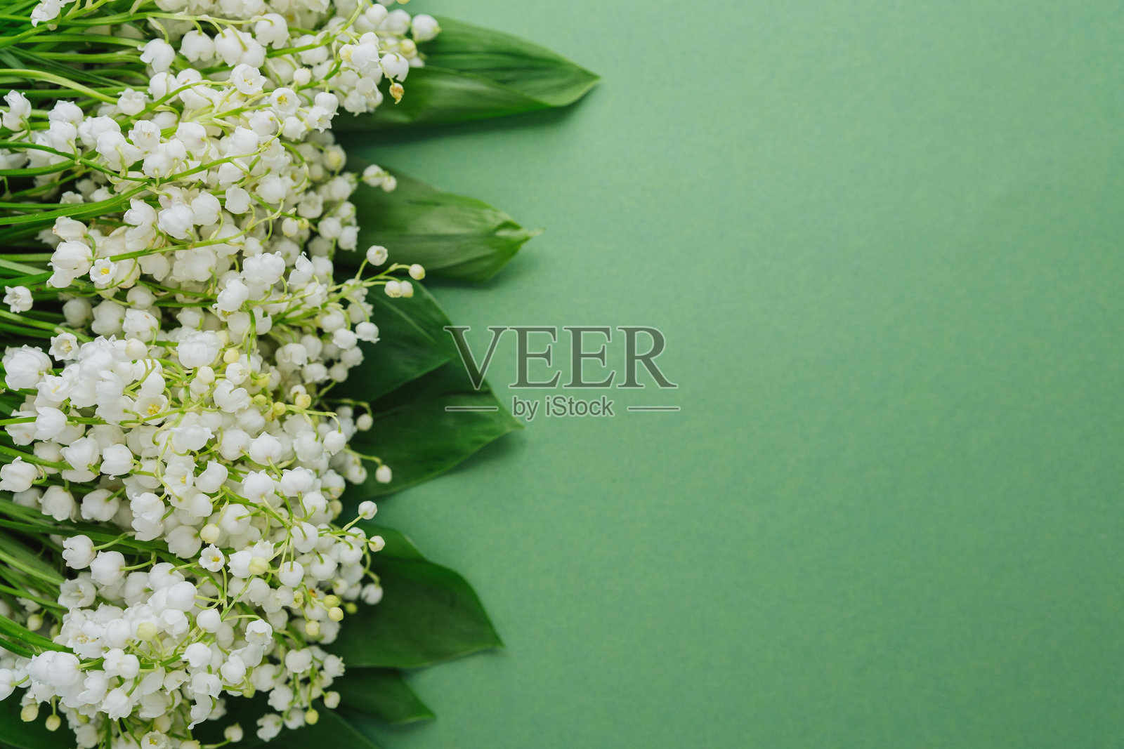 新鲜的一束铃兰花，背景为绿色照片摄影图片