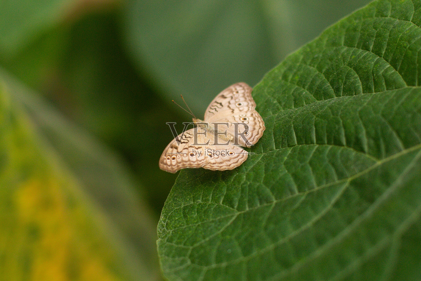 花园中美丽多彩的蝴蝶停在花朵上照片摄影图片