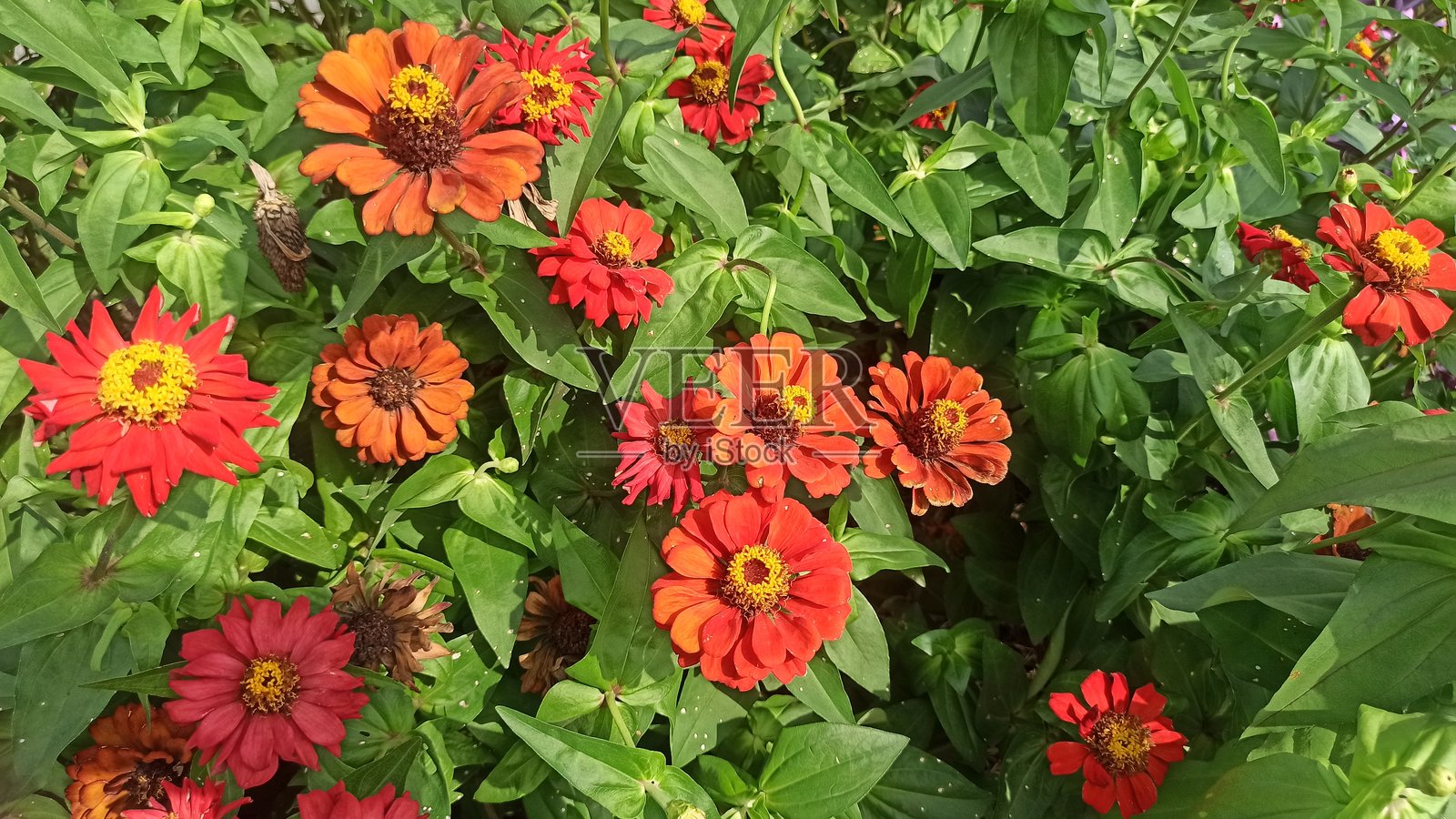 红色百日草花照片摄影图片