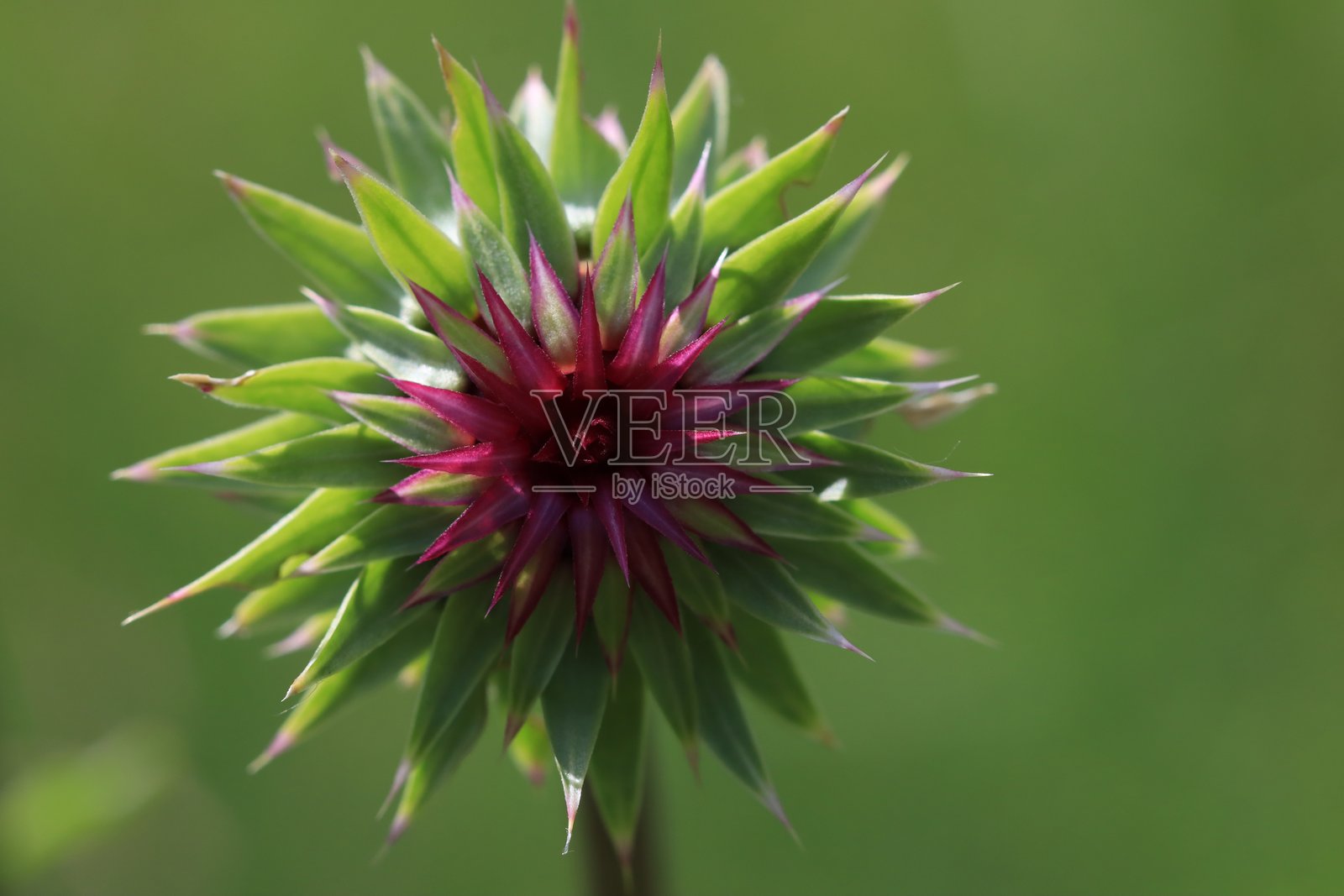 花朵和昆虫的特写图片照片摄影图片