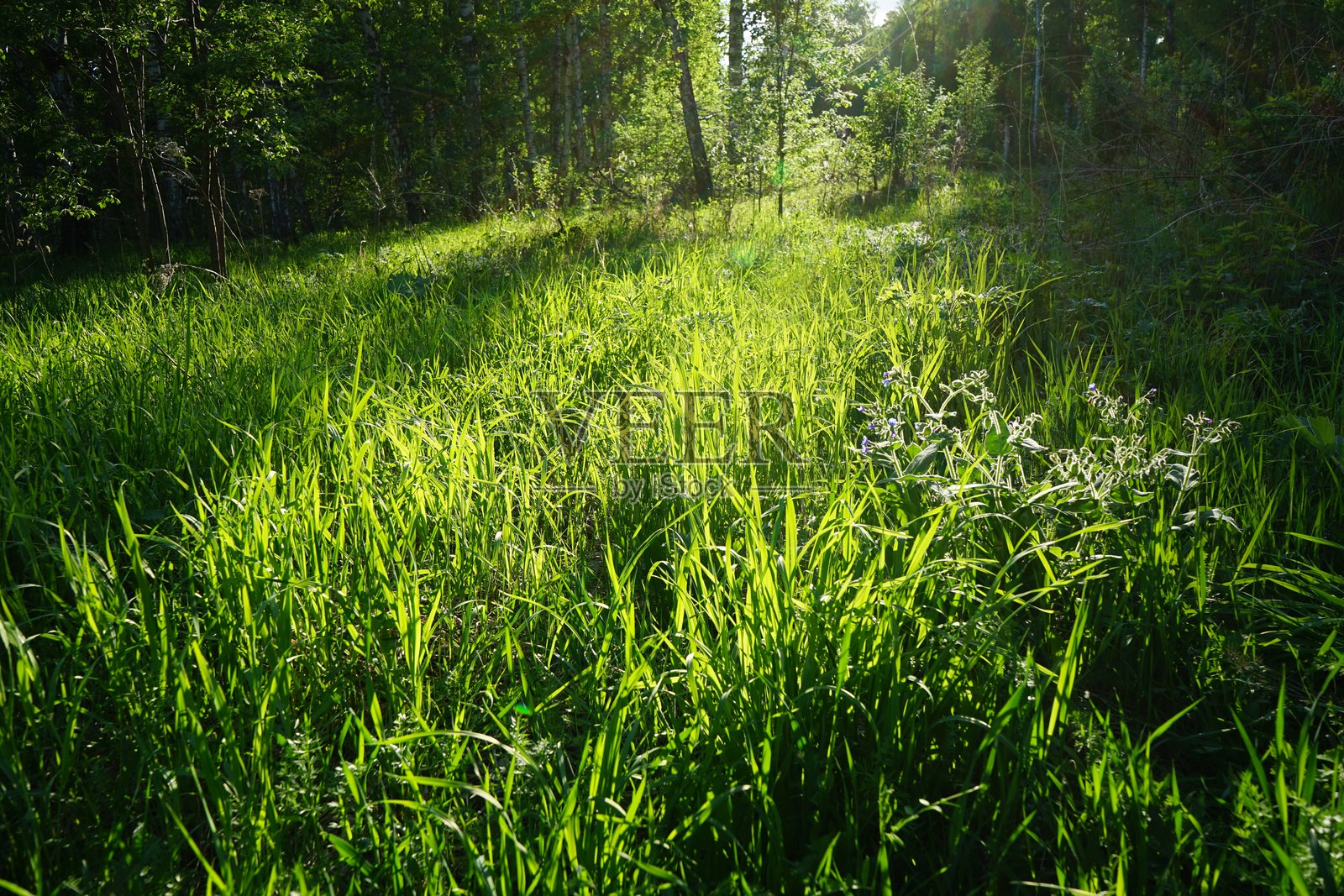 树木和绿色草坪，草本植物。美丽的自然背景。阳光的晨影，夏天。森林空地。户外环境生态概念。设计。照片摄影图片