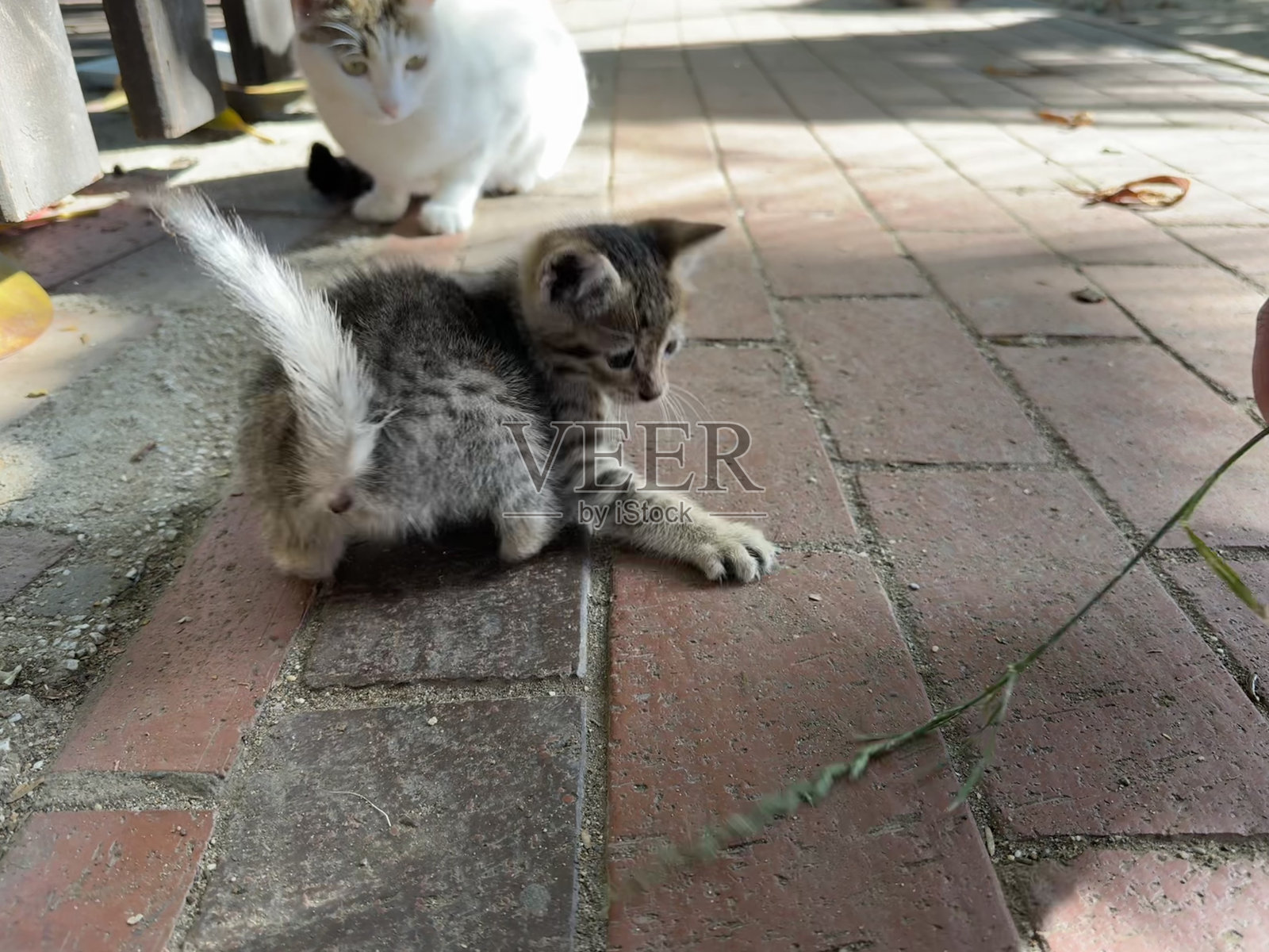 小猫在路面上玩耍照片摄影图片