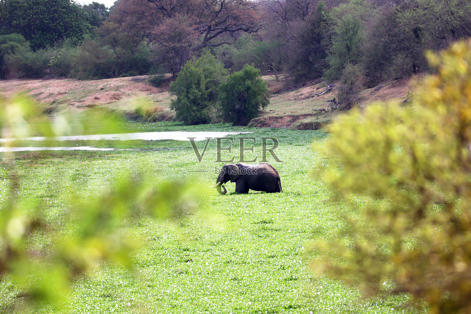 沼泽中的大象照片摄影图片