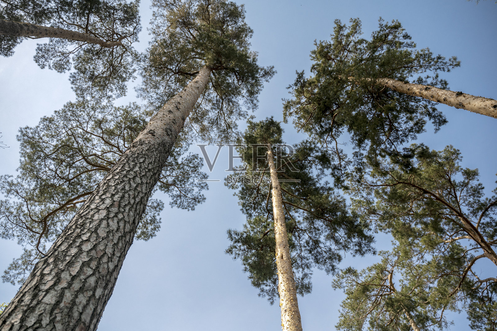 从下方宽角度观察松树。松树与晴朗无云的蓝天相映成趣。照片摄影图片