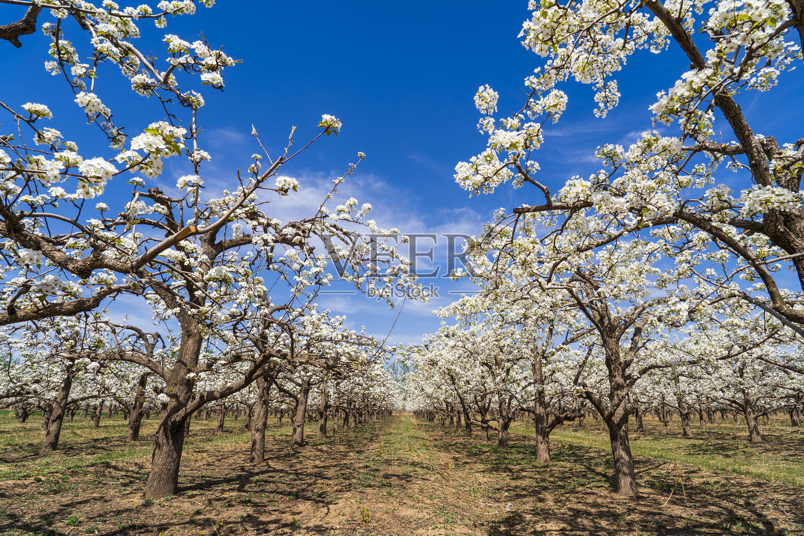 春天的梨树开花照片摄影图片