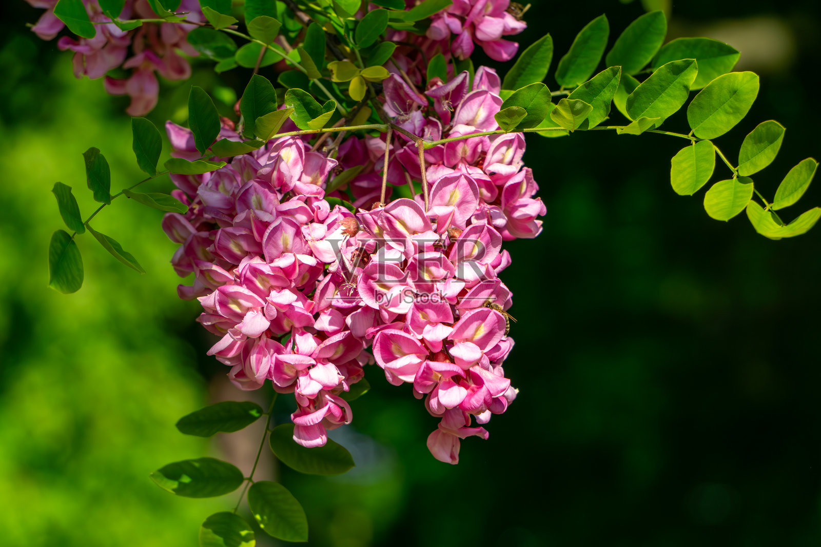 阳光下的刺毛槐（Robinia hispida）粉色花朵特写照片摄影图片