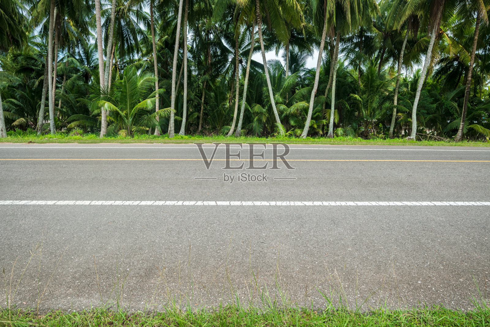 泰国美丽的椰子树农场旁的沥青道路侧面视图。照片摄影图片