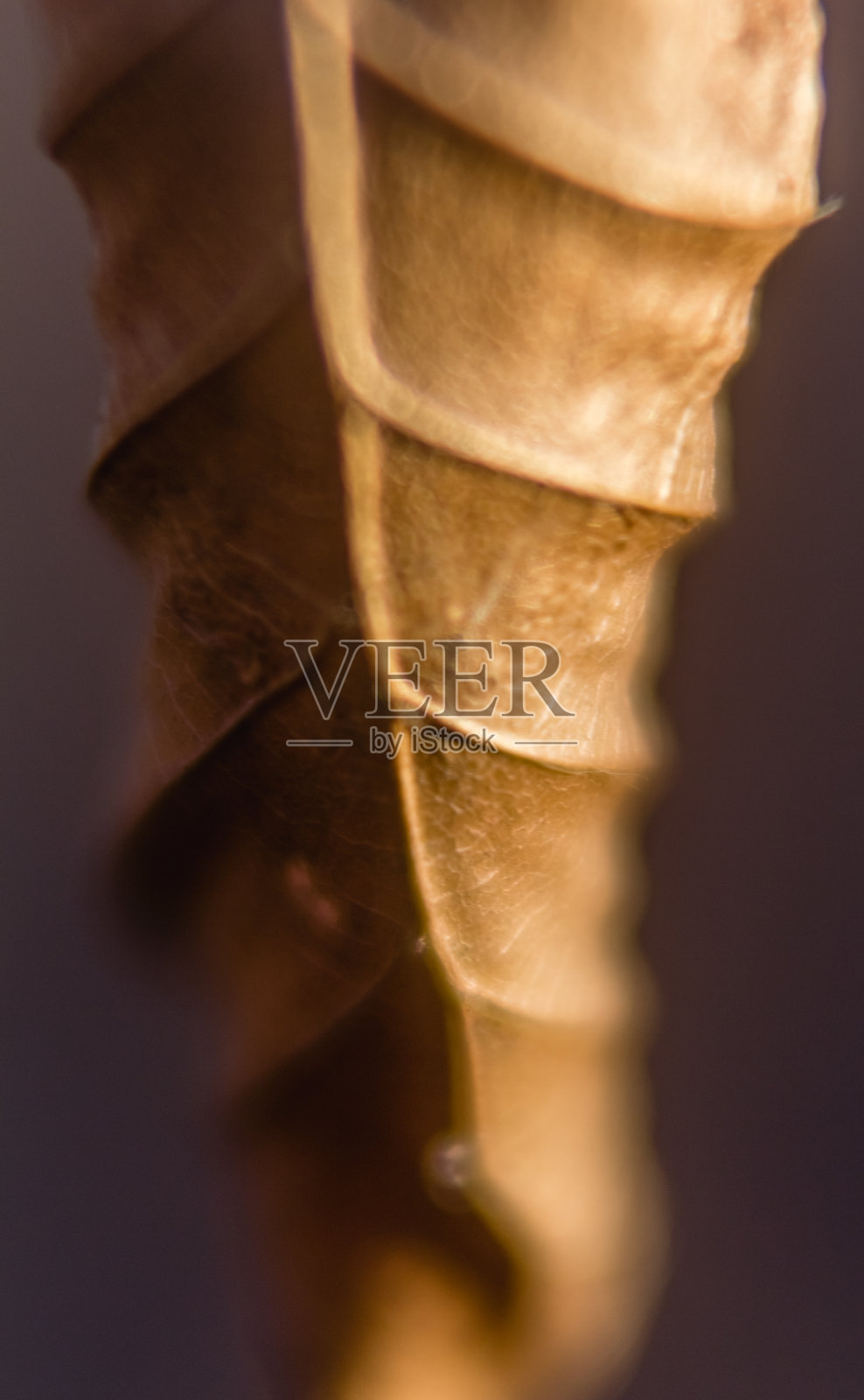 干枯的秋叶照片摄影图片