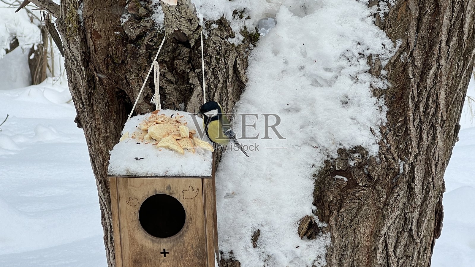 冬天喂鸟器上的鸟儿照片摄影图片