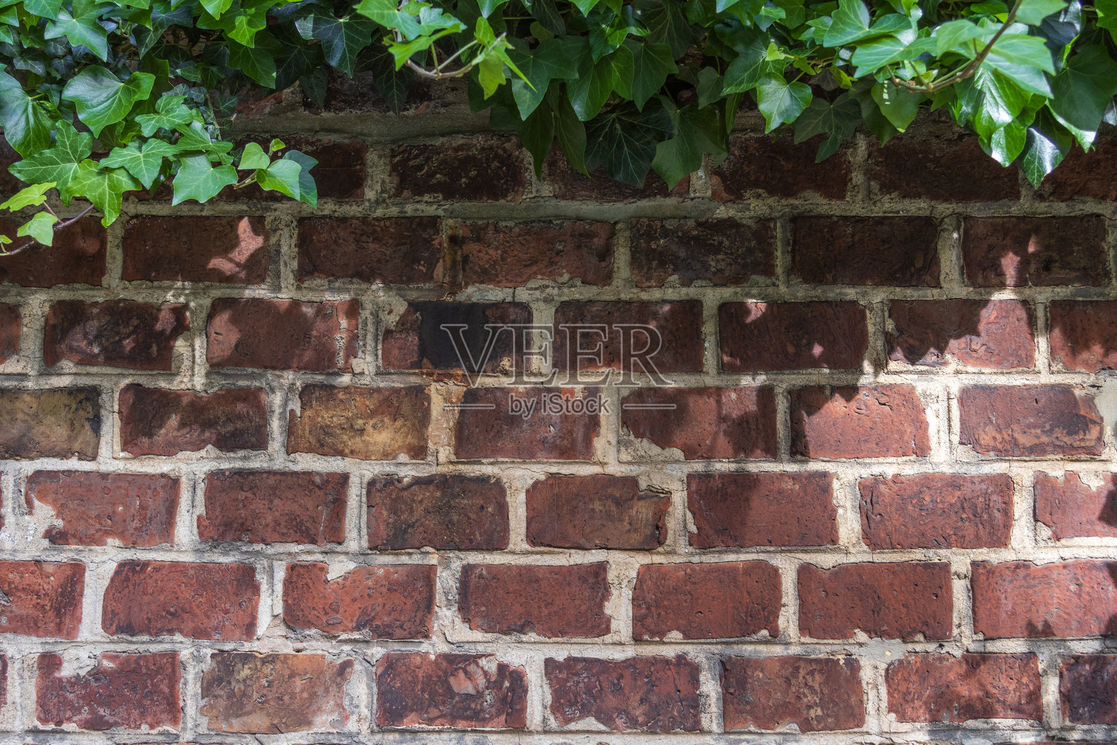 维也纳的风化砖墙与悬垂的常春藤照片摄影图片