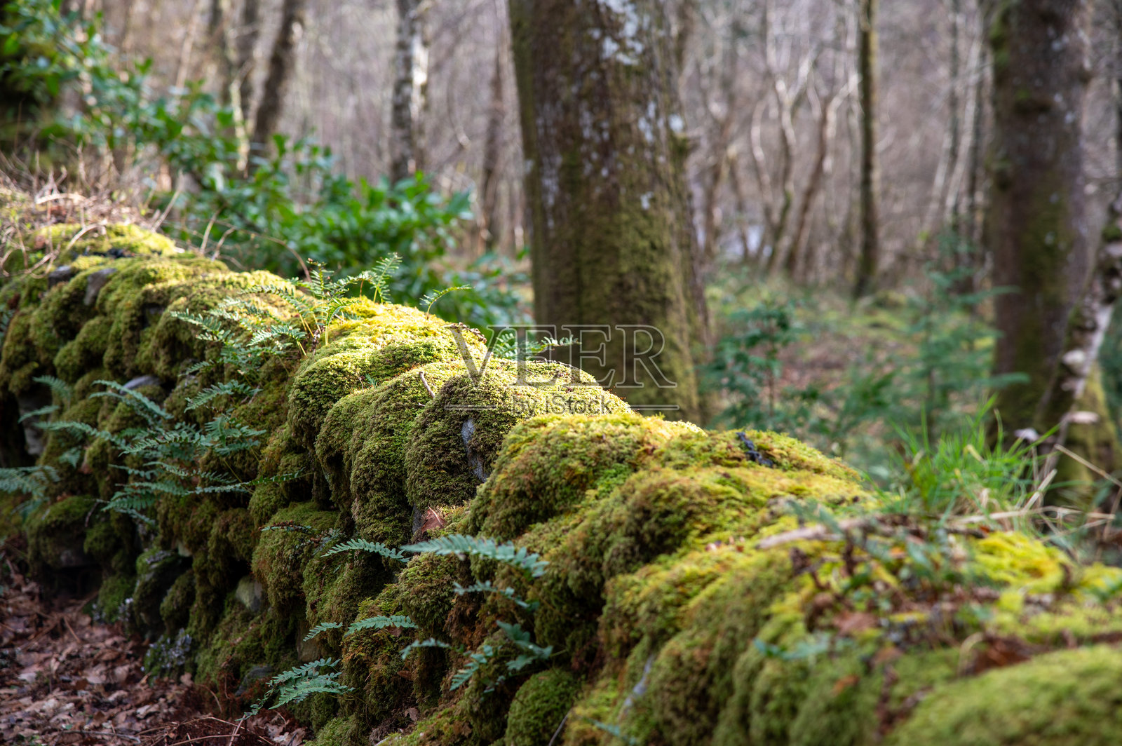厚厚的苔藓生长在古老的干石墙上照片摄影图片