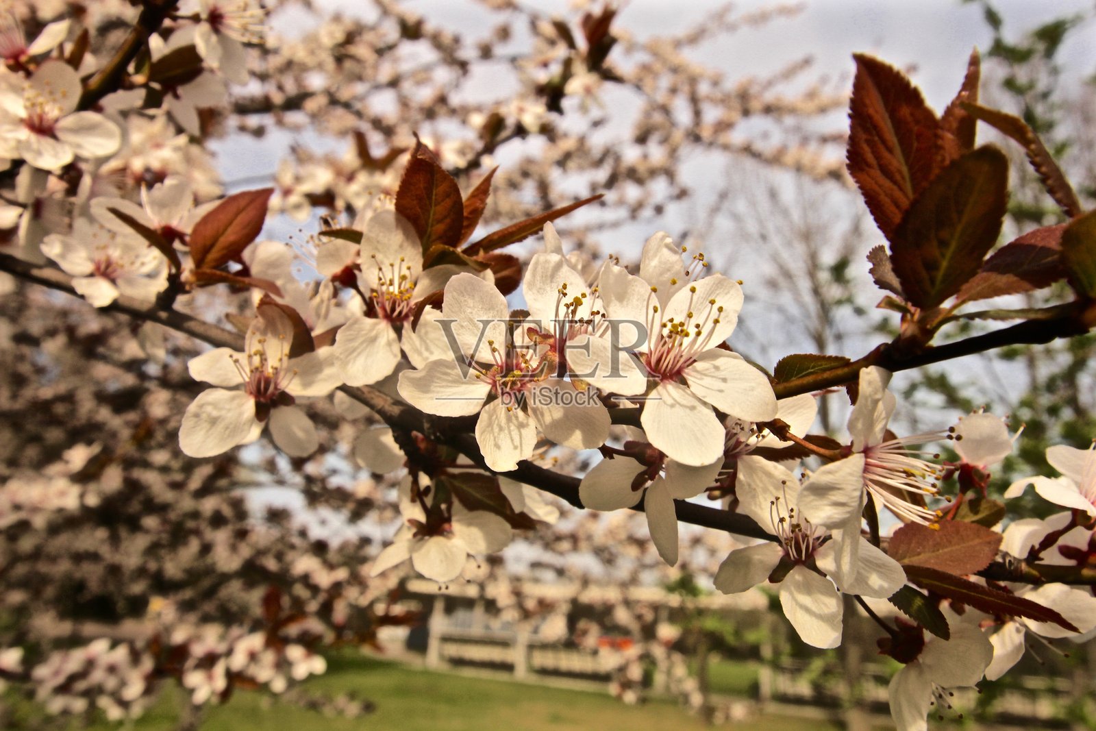 樱花照片摄影图片