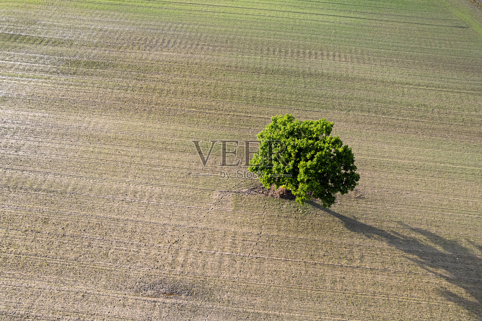 春季耕作的农田中孤独树木的无人机航拍视角，农业背景概念照片摄影图片