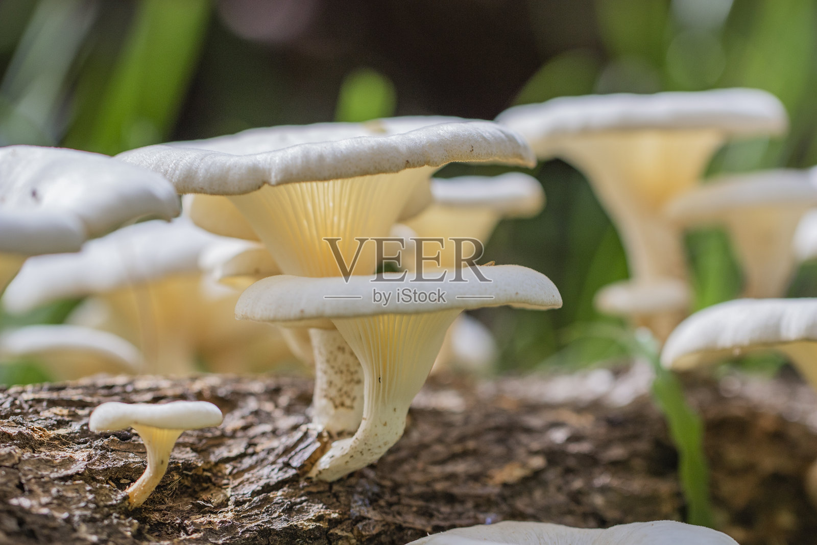 巴西蘑菇这种植物在巴西的热带草原上非常常见。照片摄影图片