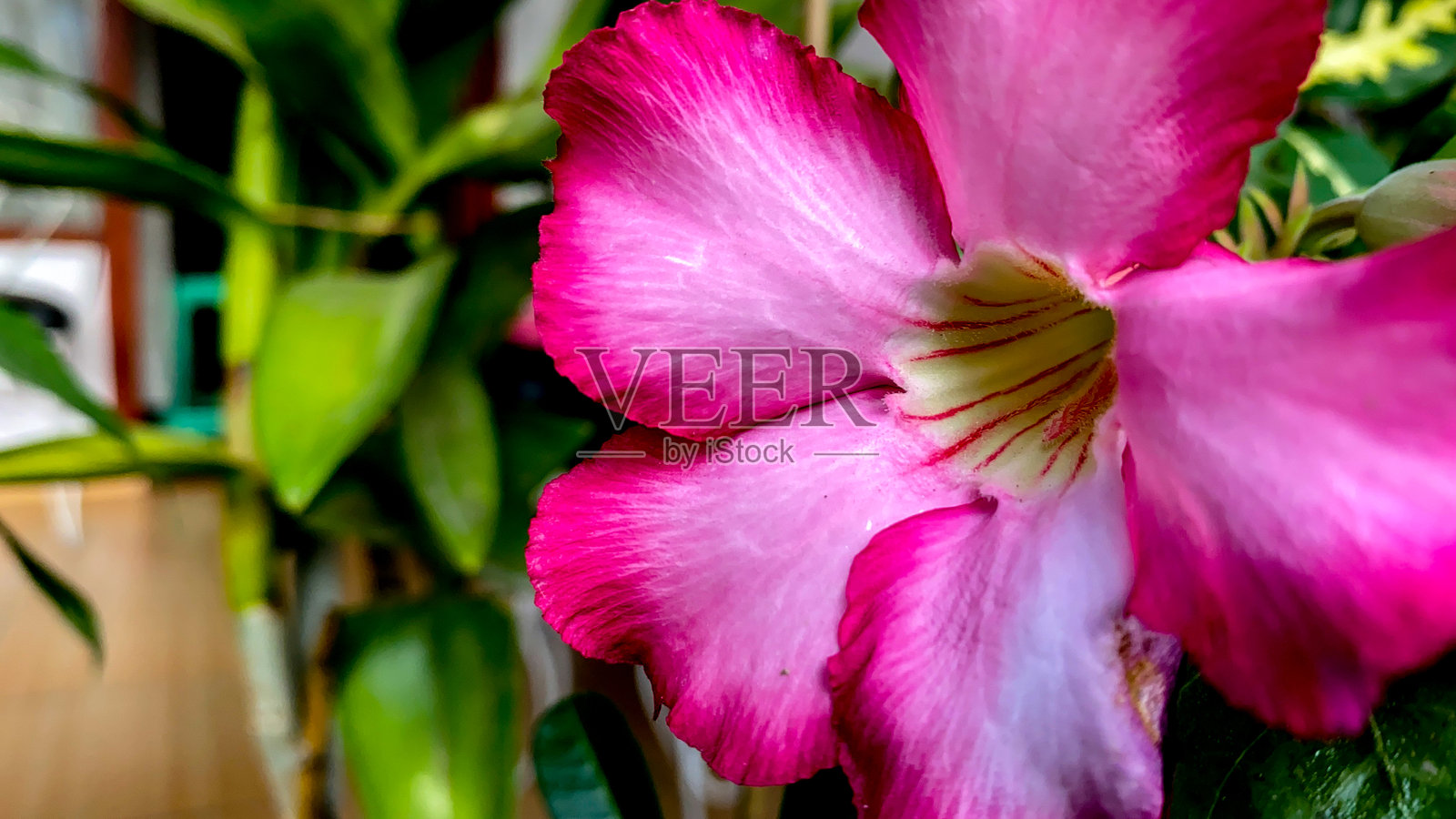 花园照片摄影图片