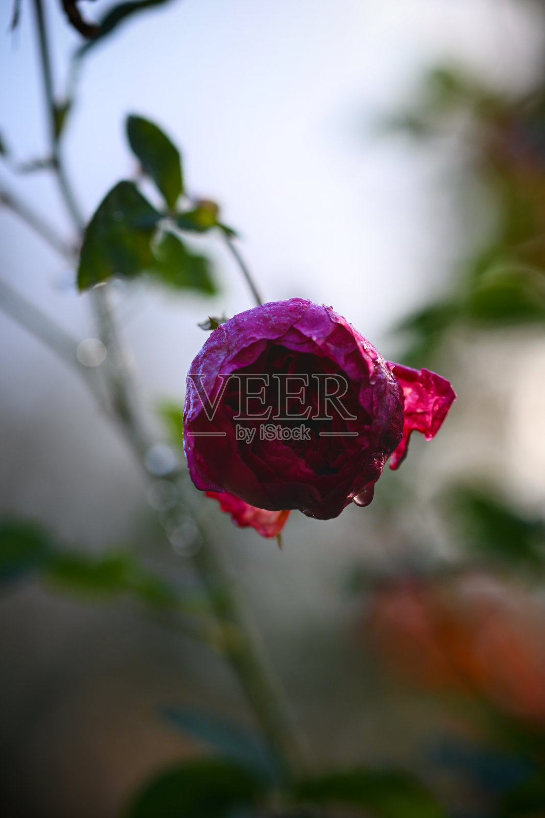 俄勒冈州的花卉照片摄影图片