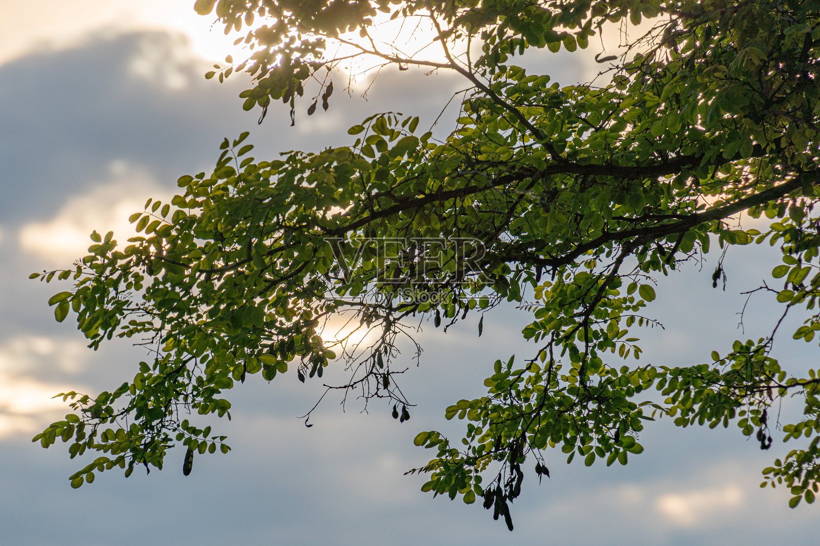 斜伸的树枝特写，装饰着各种绿色、黄色和红色的叶子和果实，背景是阴云密布的天空。柔和的阴影暗示着黎明或黄昏。照片摄影图片