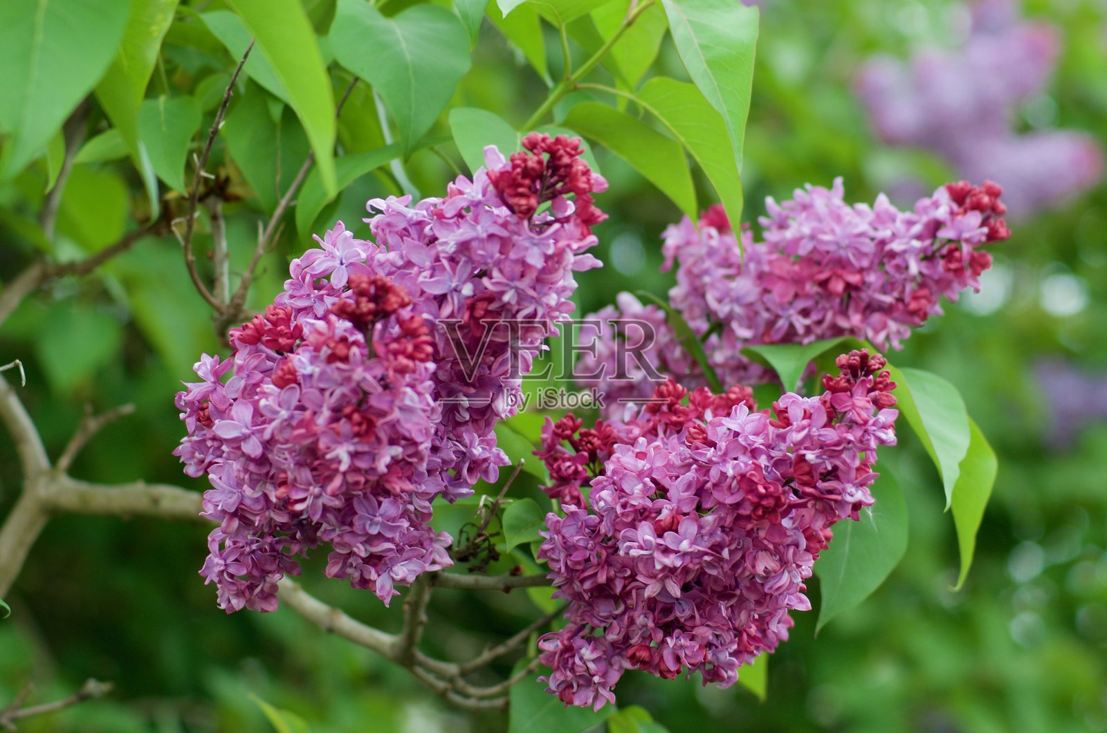 盛开的丁香枝的特写镜头照片摄影图片