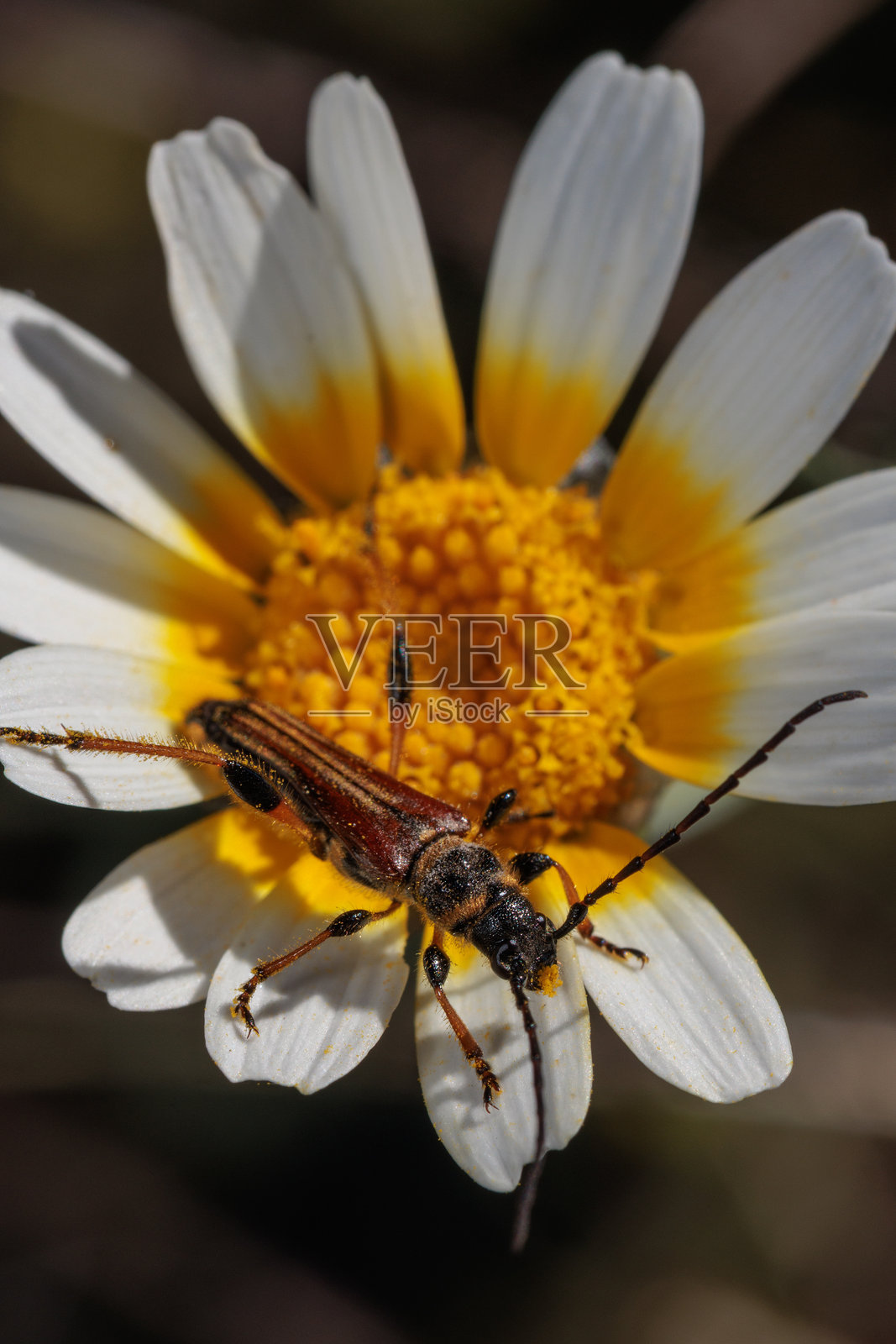 长角甲虫在白色和黄色的雏菊花上探索照片摄影图片