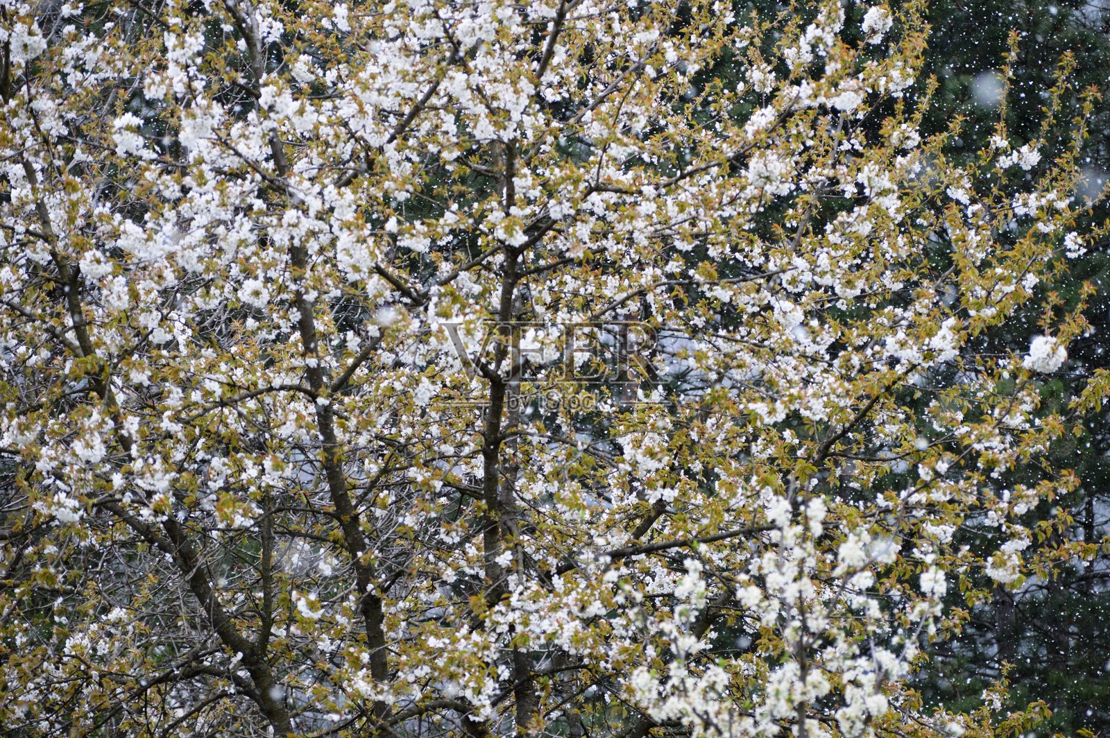 春天雪下的樱花照片摄影图片