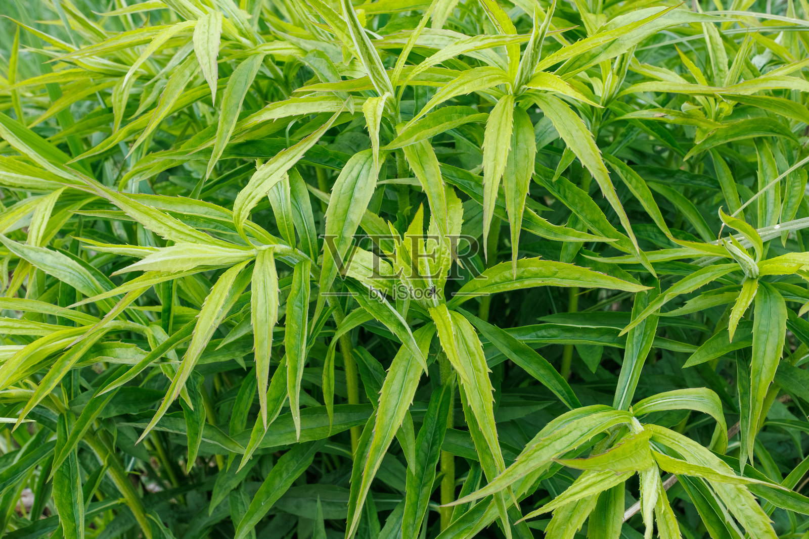 野生龙蒿植物叶子的特写照片摄影图片