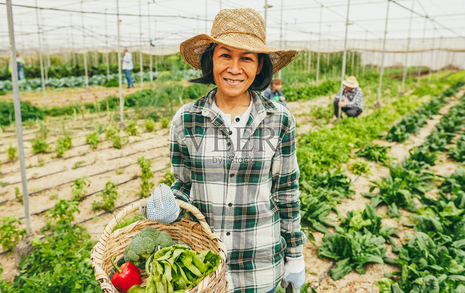 亚洲女性在温室内采摘有机蔬菜 - 本地食品和可持续工作理念 - 主要聚焦于面部照片摄影图片