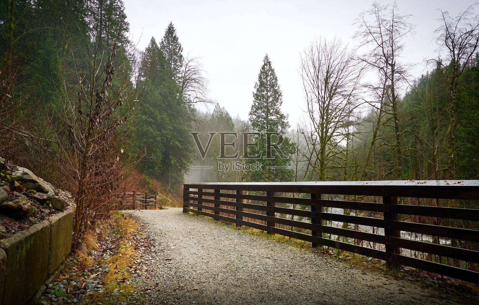 太平洋西北海岸的风景雨林。美丽的针叶林中的桥和道路。加拿大不列颠哥伦比亚省温哥华。照片摄影图片