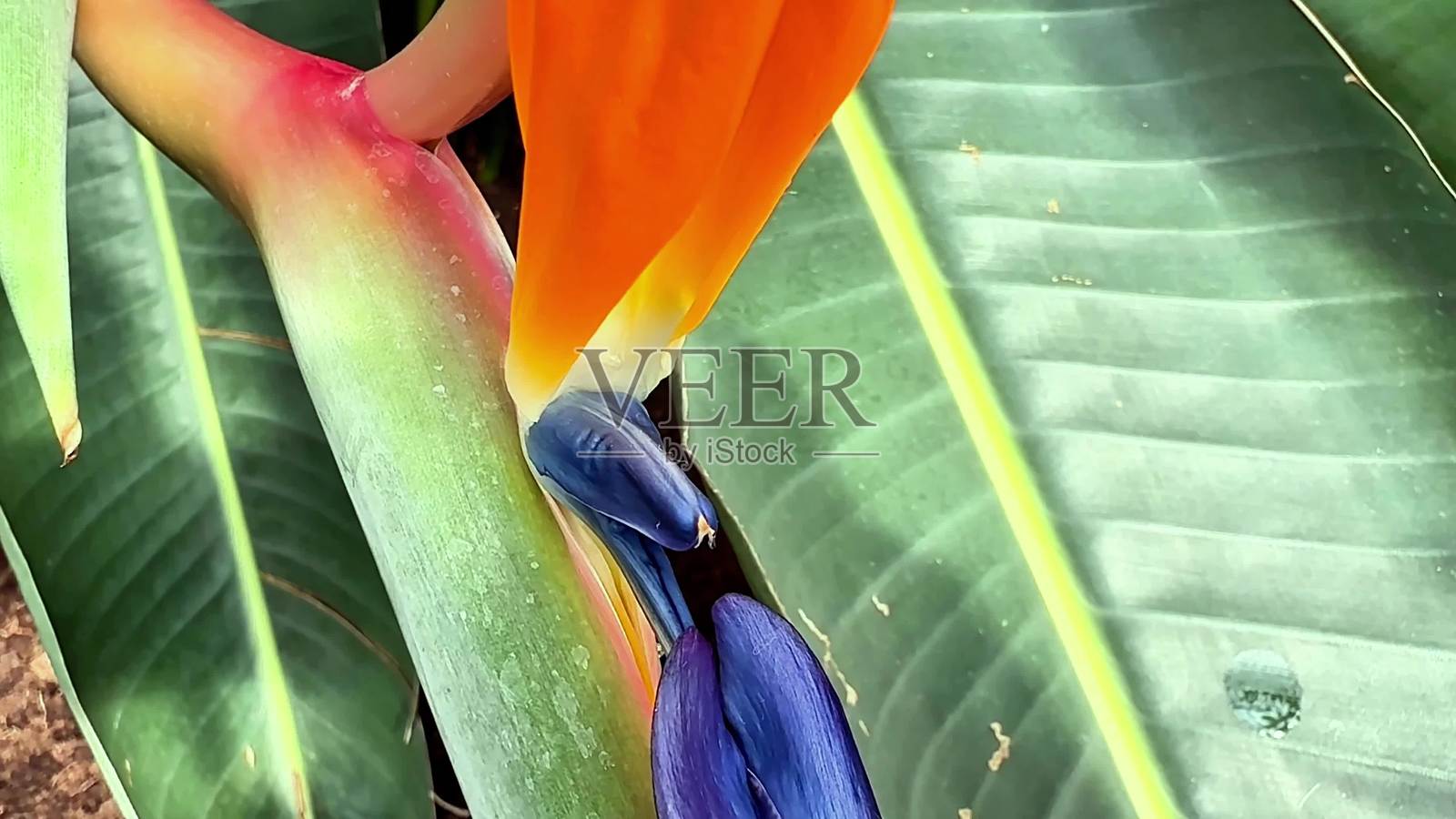 天堂鸟花在其异国热带环境中茁壮成长，色彩斑斓，令人惊艳。照片摄影图片